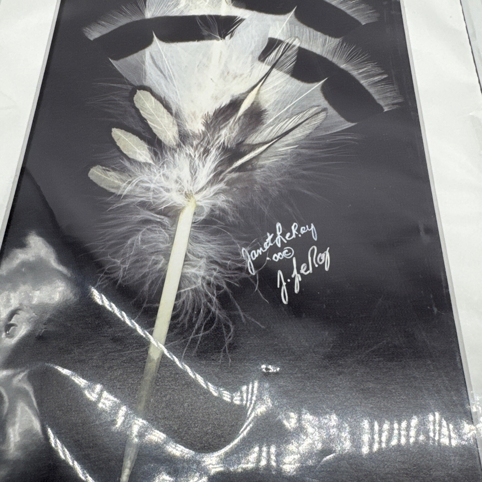 The Watcher Stunning Art Work On Feathers By Janet LeRoy