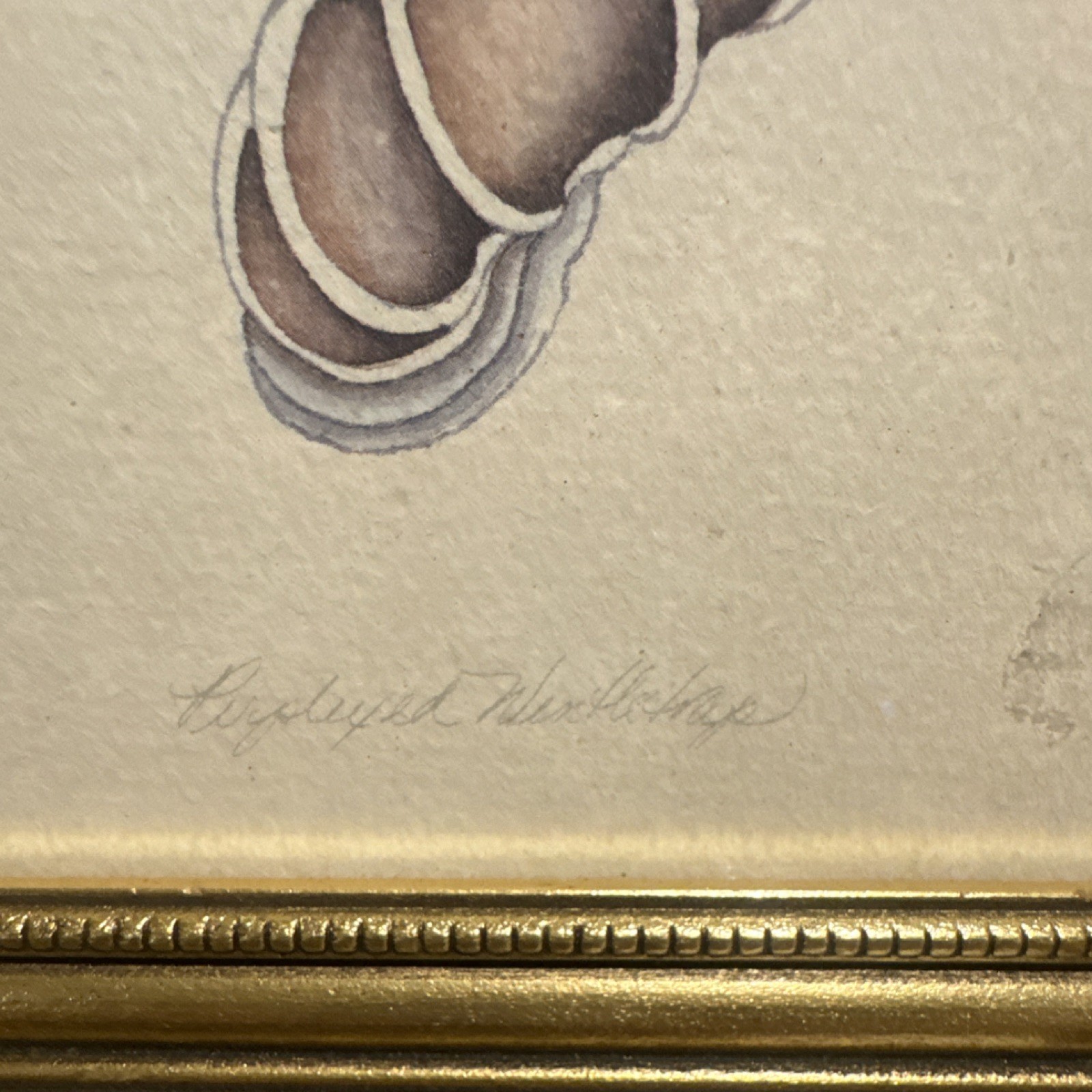 Karyn Frances Gray Shell Series Framed Watercolor Painting Shell 6.5 x 6.5 in
