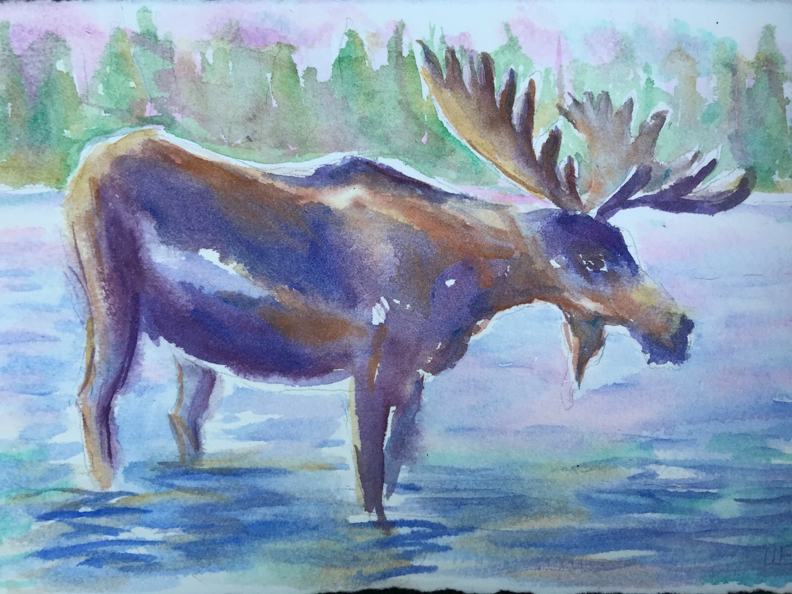Moose Original Watercolor Painting 6.5×10 Animal Wall Art Maine Wild Life Art