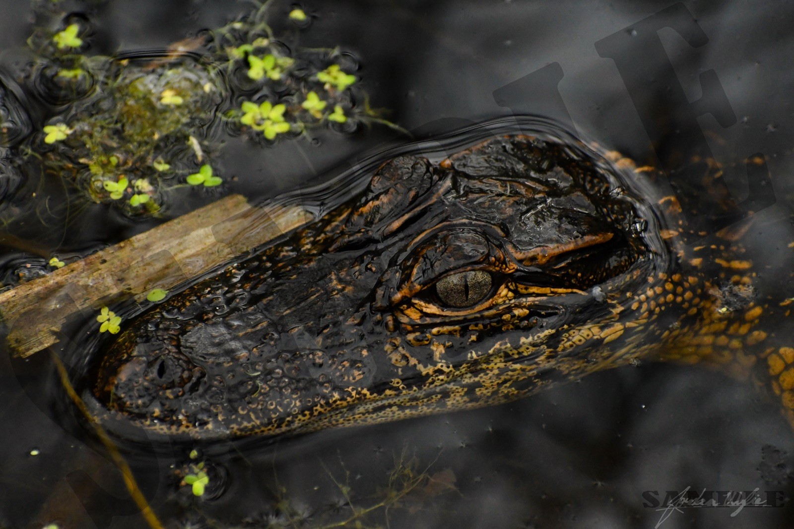Alligator Wall Art
