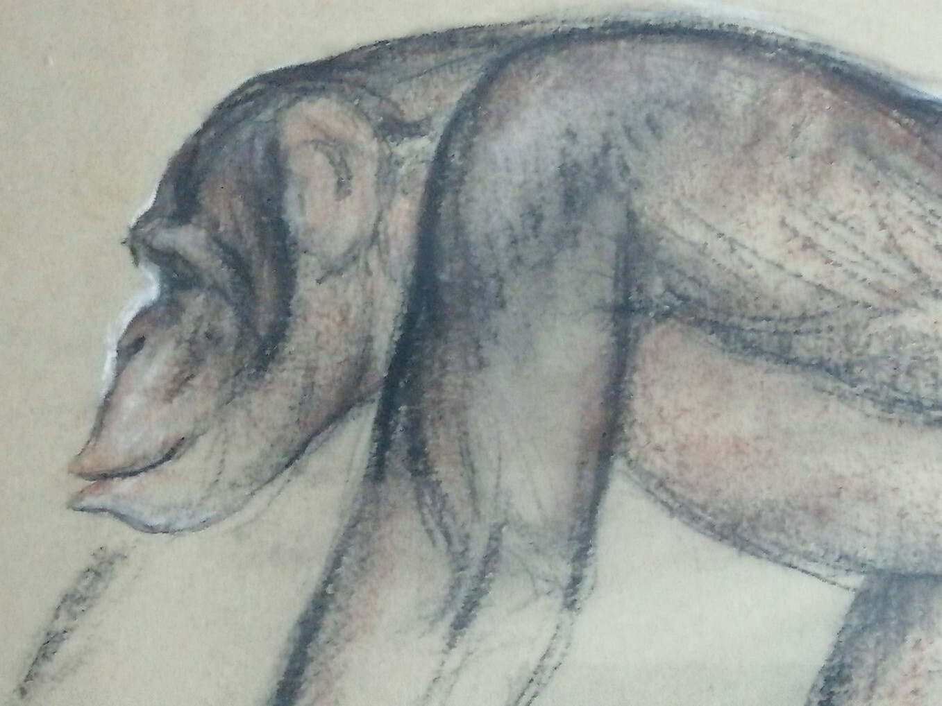 Auguste Tremont 1892 1980 Artist Luxembourgish Pastel & Charcoal Chimp Monkey