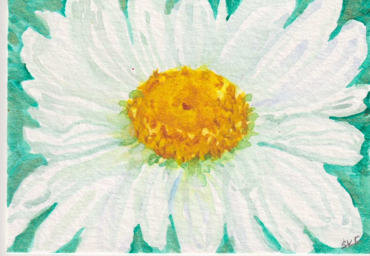 Flower ACEO Original White Daisy on Aqua Watercolor Painting, Sharon Foster