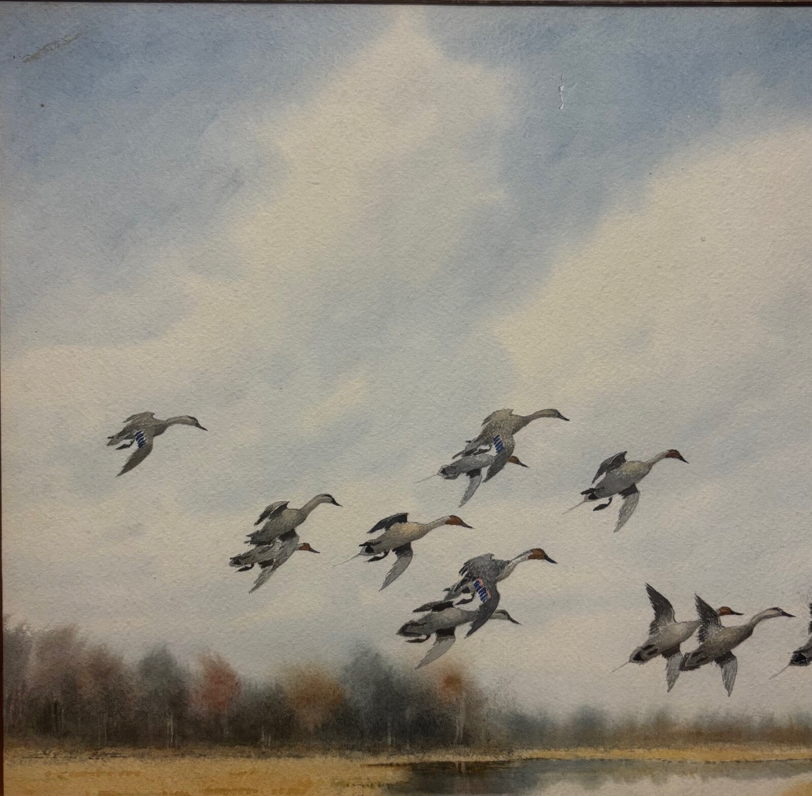 Original JOSEPH DAY KNAP ‘Pintails DUCKS Landing in MARSH’ Watercolor PAINTING