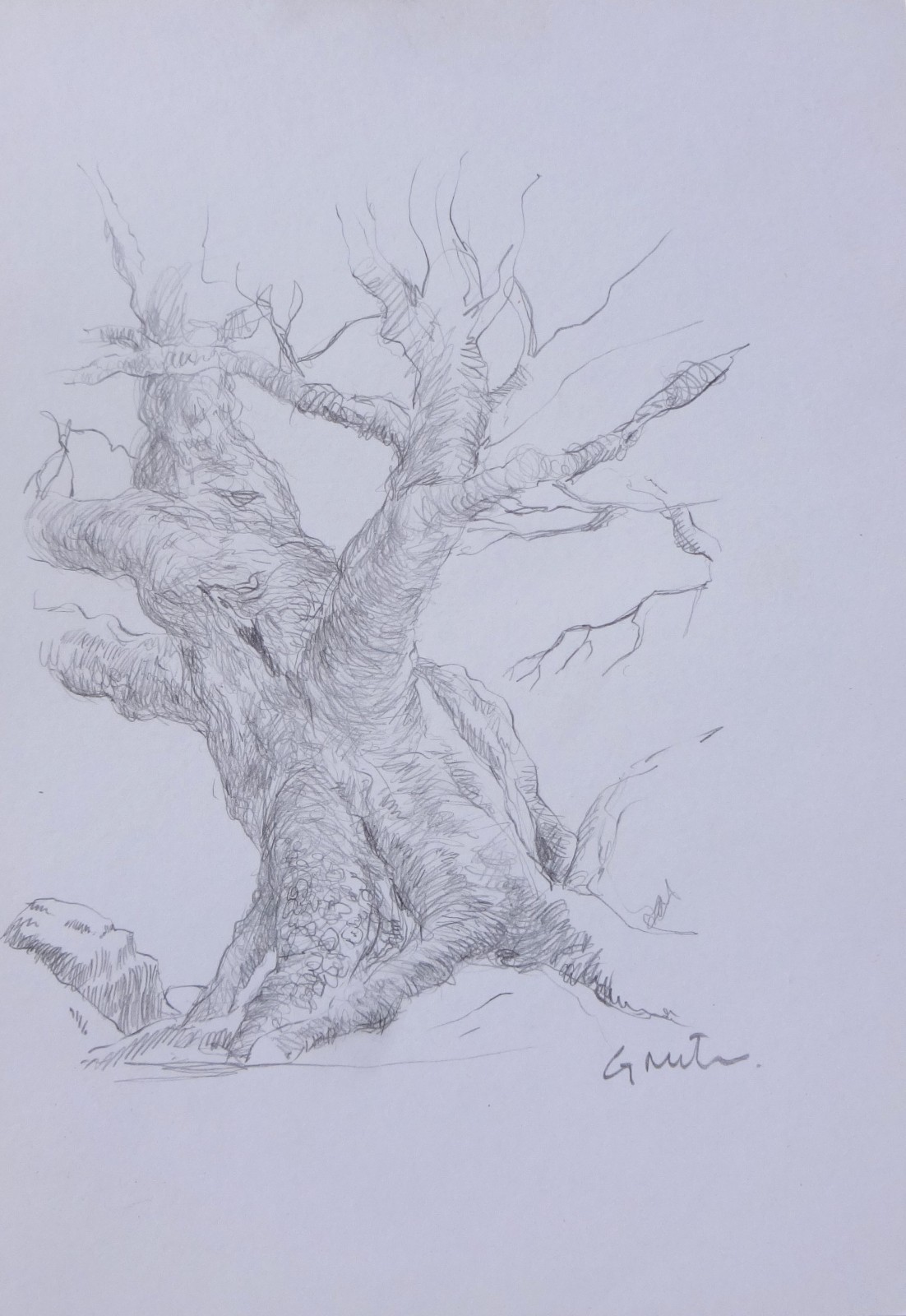 GERRY MILLER Original Drawing «Tree.» Graphite pencil on paper.15x21cm