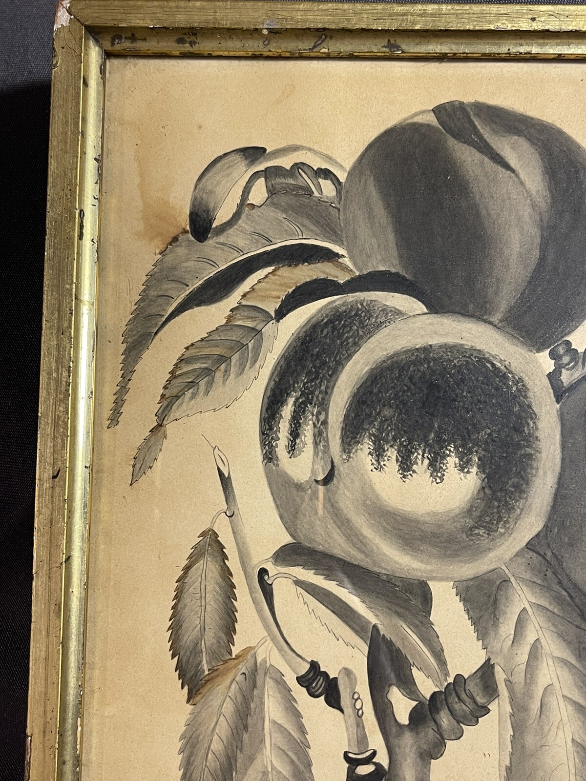 Antique Ink Wash and Watercolor Painting Still Life of Caterpillar on Fruit Tree