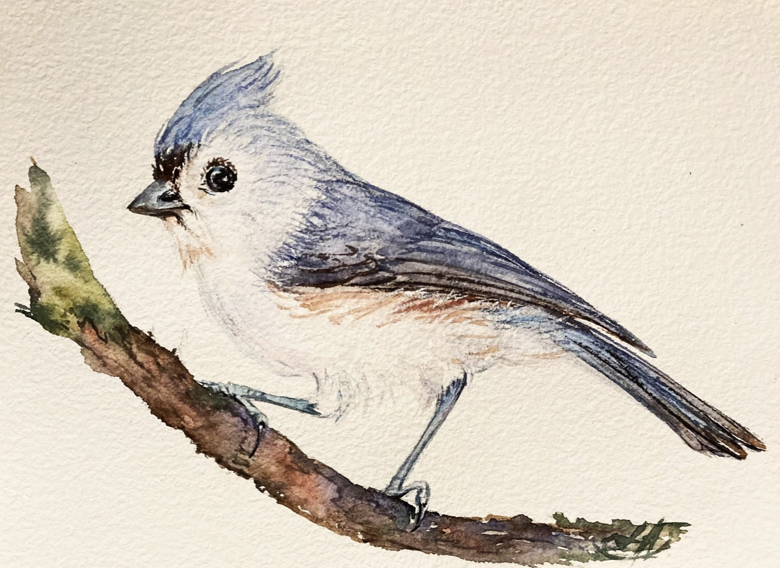 Tufted Titmouse Bird – Original Watercolor Painting