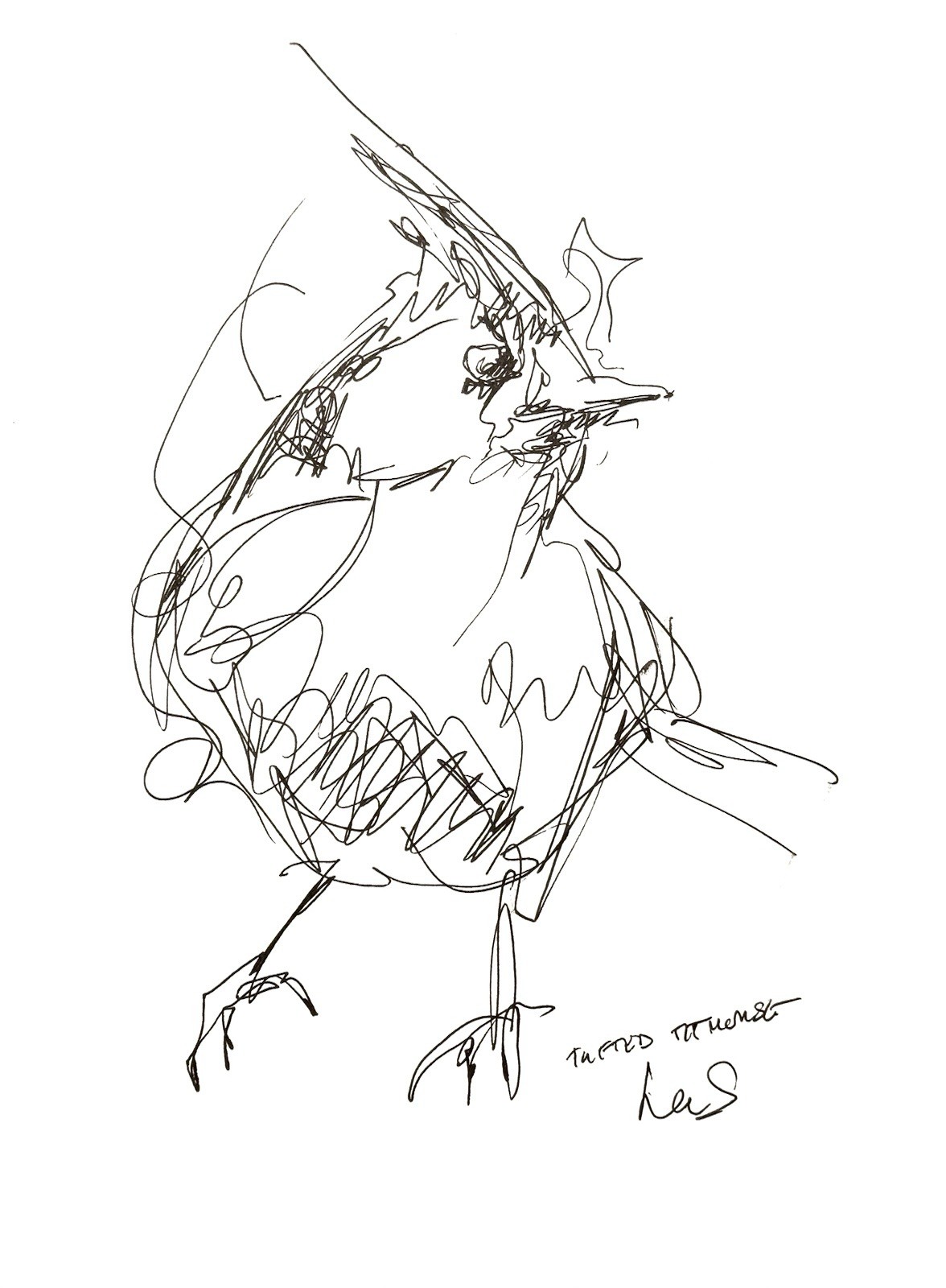 Original Abstract Expressive 9X12 Paper Pen and Ink Bird Handmade Signed 12