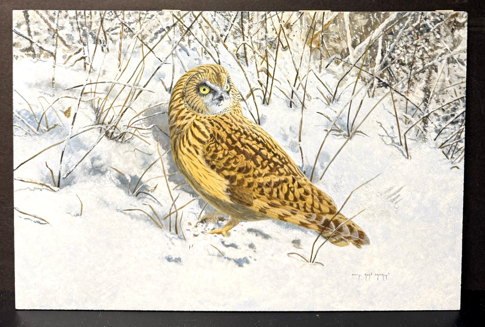 Barry Kent MacKay Original Bird Art Painting – Short-eared Owl, Signed, Unframed