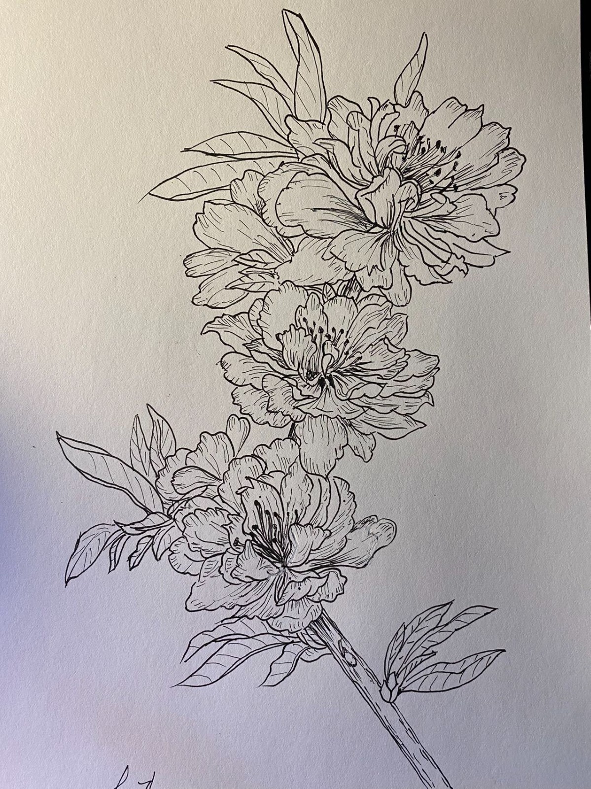 Pen and Ink Drawing Flowers-3 on Canson Mix Media Paper 9×12″