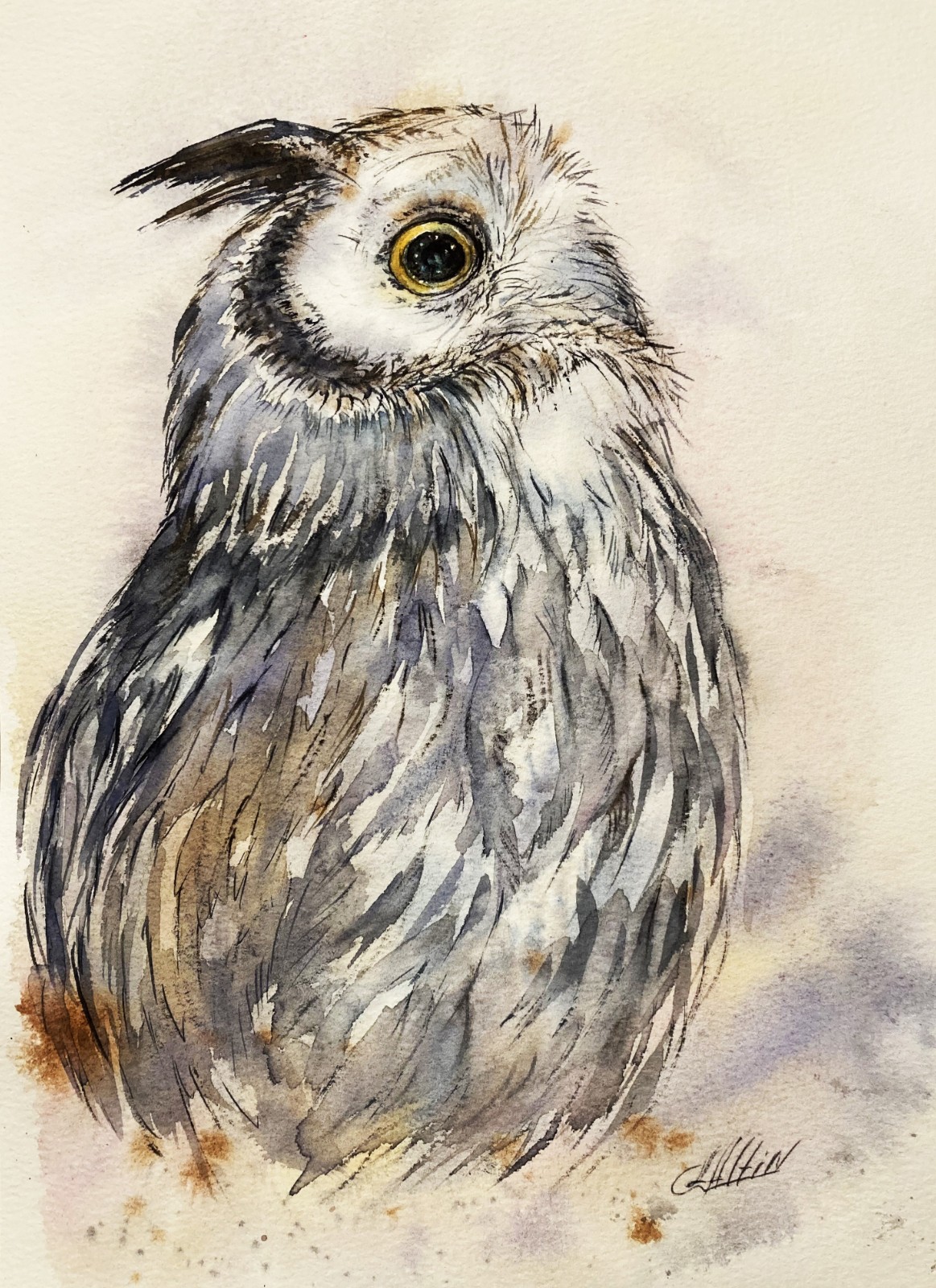 OWL BIRD WATERCOLOR ORIGINAL PAINTING NORTHERN WHITE FACED OWL