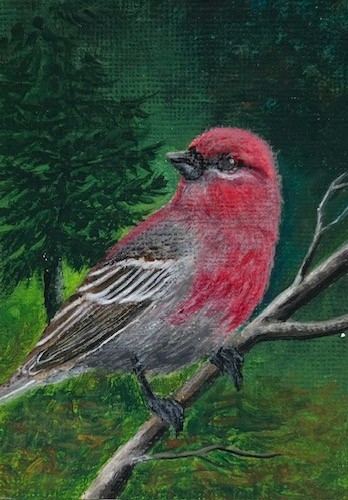 ACEO Paintings KarenHetzerArtworks bird painting-Pine- Grosbeak