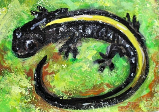 ORIGINAL ACEO Painting SALAMANDER Amphibian Spring Animal Nature Moss ATC ART
