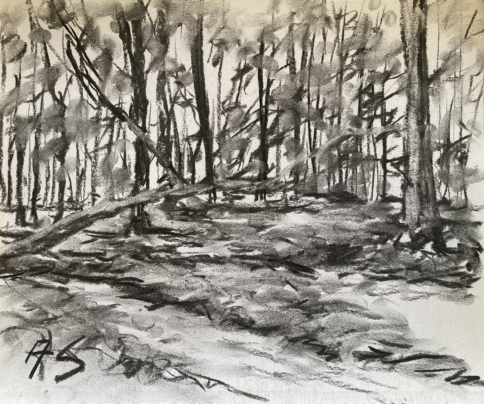 Fallen Tree in the Woods – Charcoal Art by Andrew Semberecki