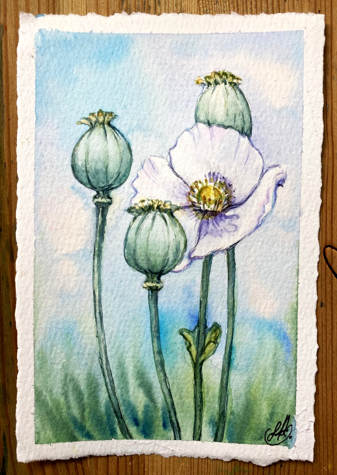Poppy Flower Nature Art Original Watercolor Painting Small