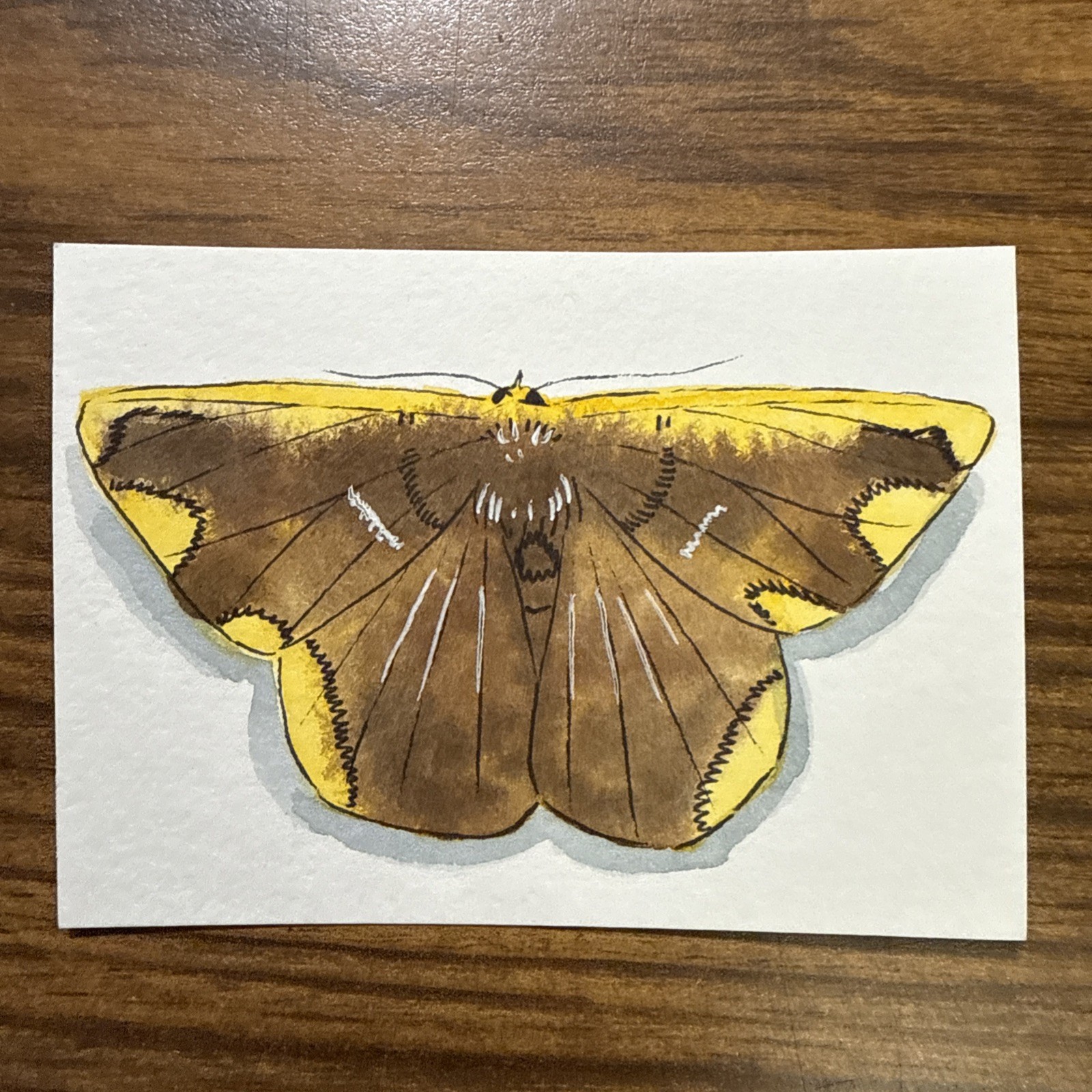 Dark Border Beauty Moth Watercolor Painting Aceo OOAK Original Signed By Artist