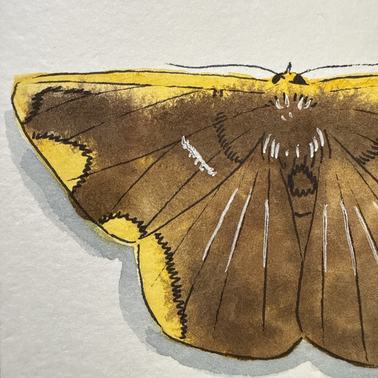 Dark Border Beauty Moth Watercolor Painting Aceo OOAK Original Signed By Artist