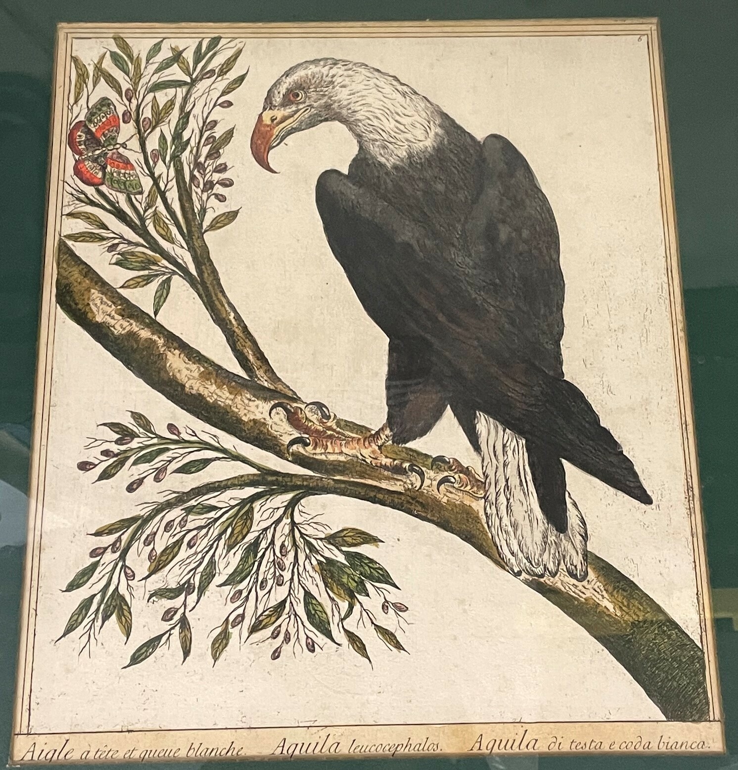 Aigle a tete et Queue Blanche Aquila Leucocephalos EAGLE Art 26X22