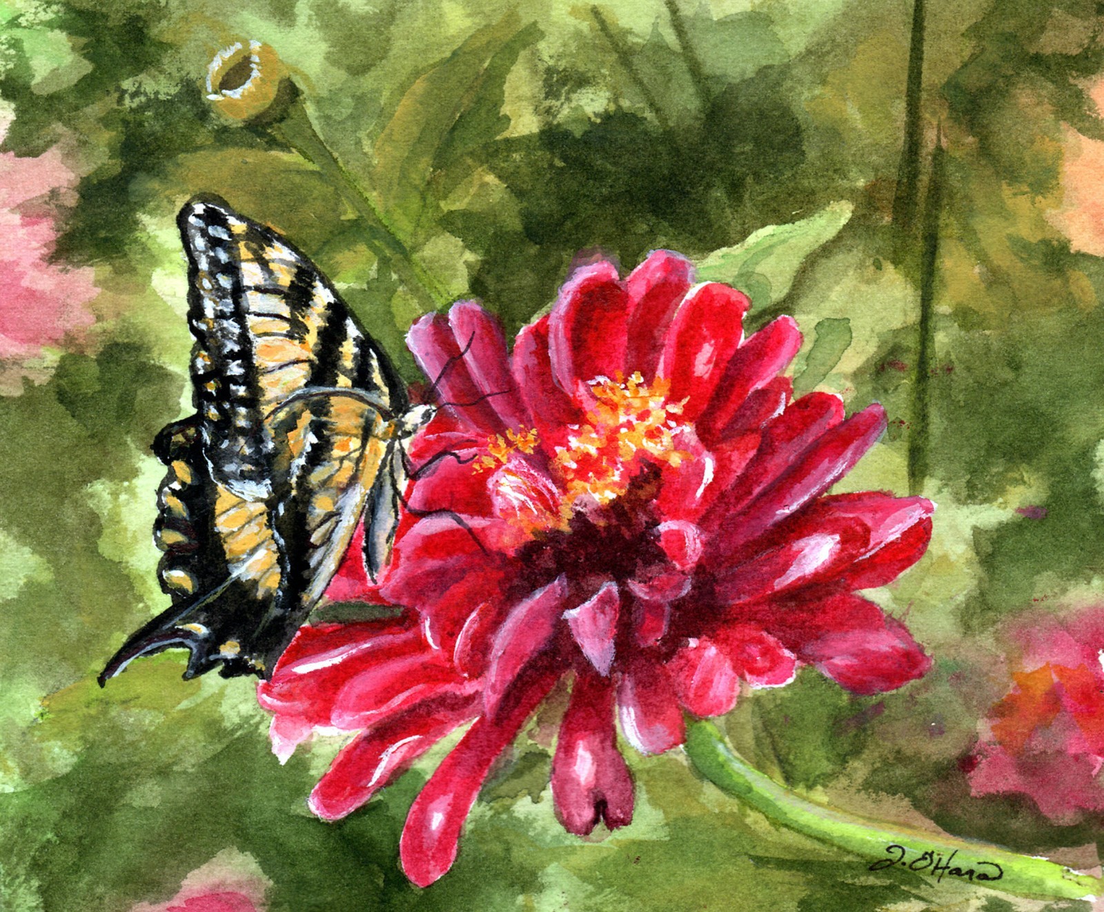 Tiger Swallowtail butterfly on Zinnia 8×10 reproduction print