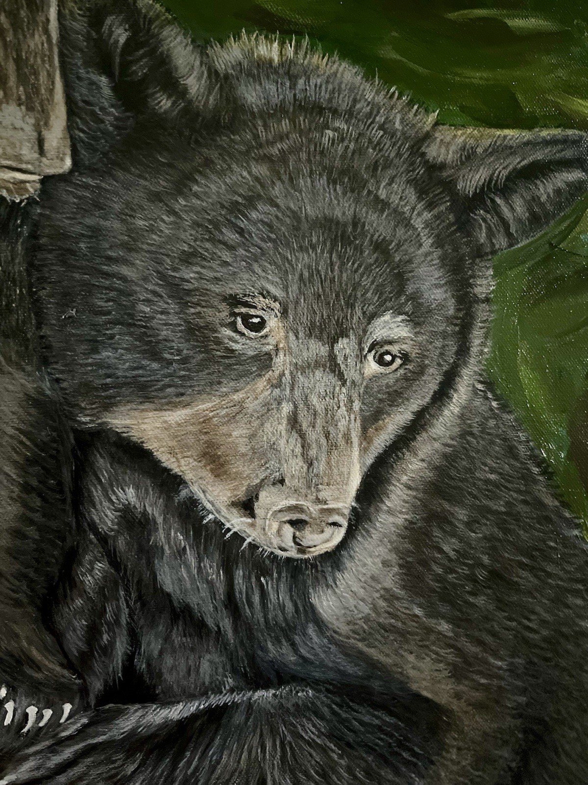 Black Bear Cubs