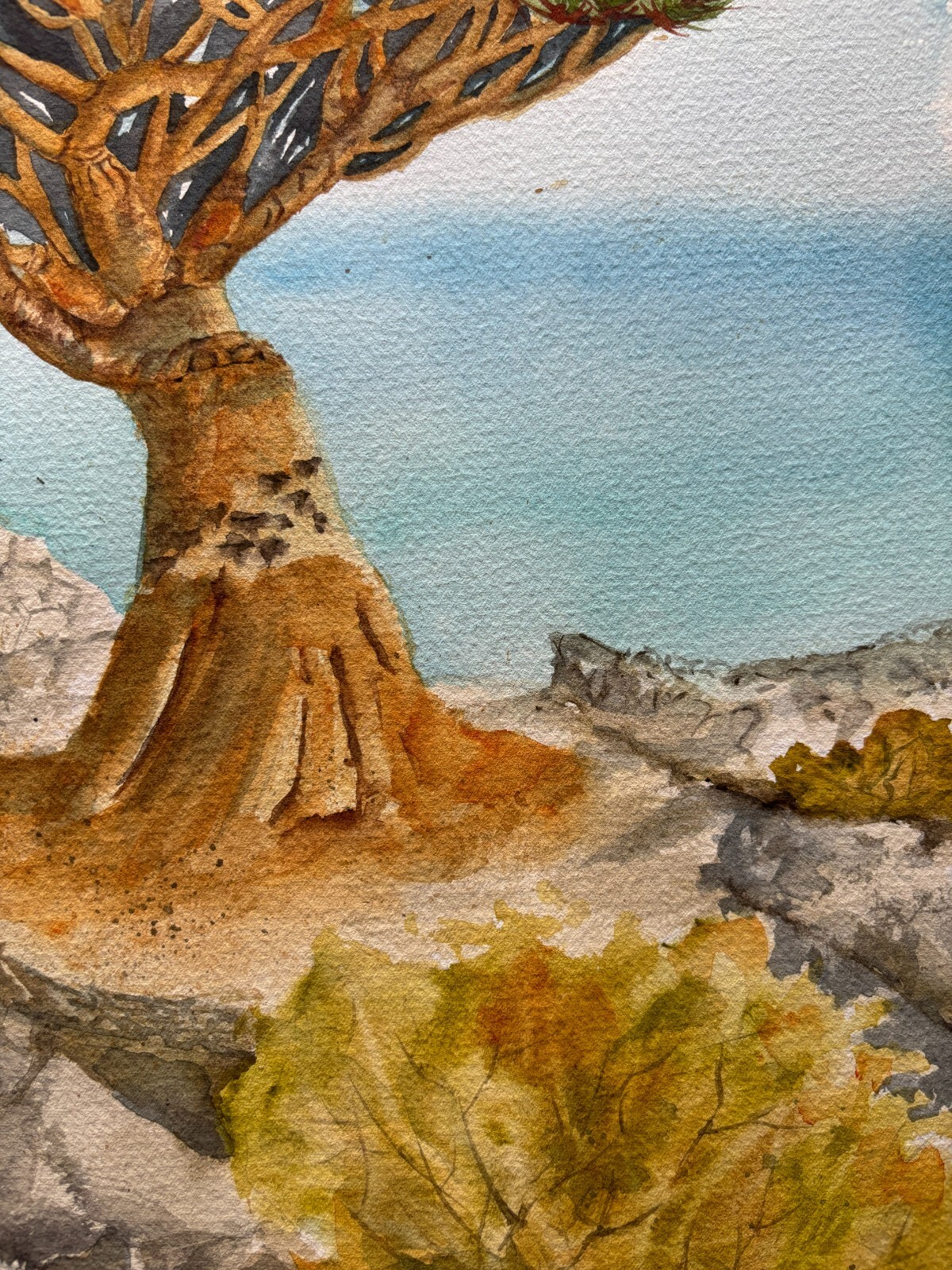 Dragon Tree Original Watercolor Paintin Sukotra Art Home Decor 12*16