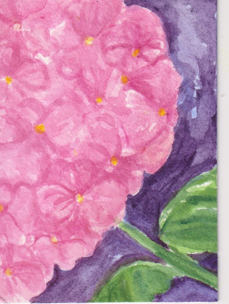 Pink Hydrangea Flowers ACEO Original Watercolor Art by Sharon Foster