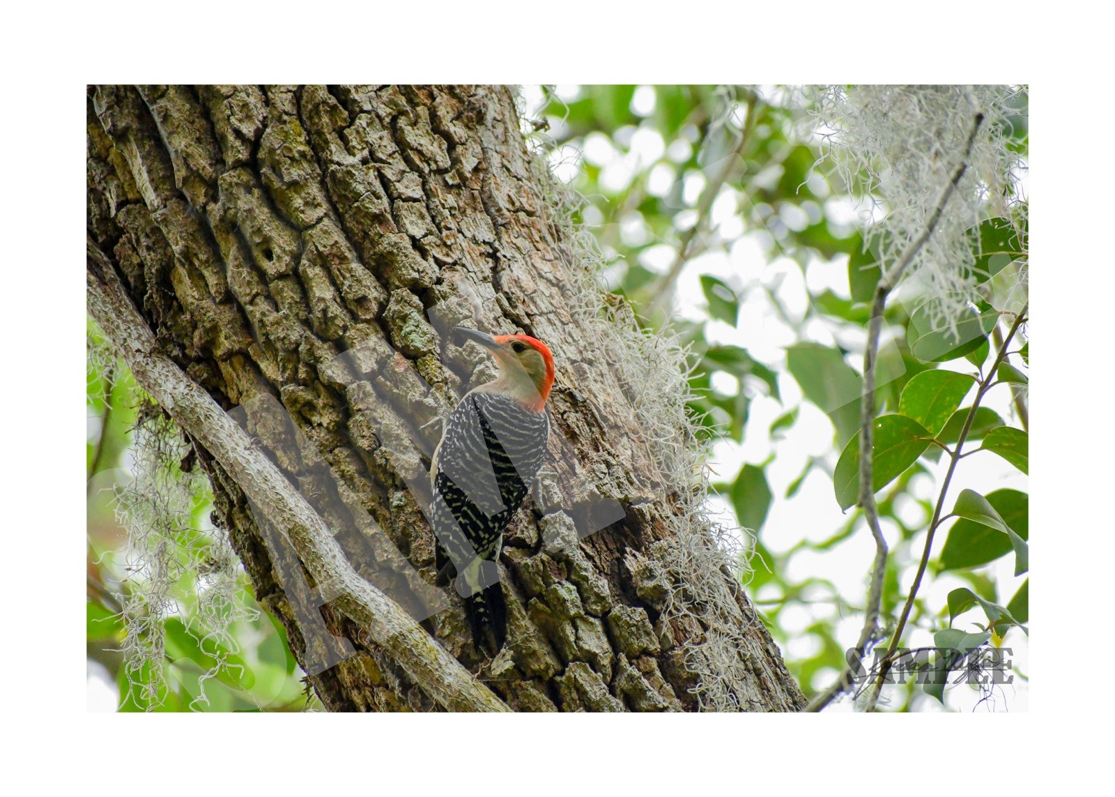 Red Bellied Woodpecker Wall Print