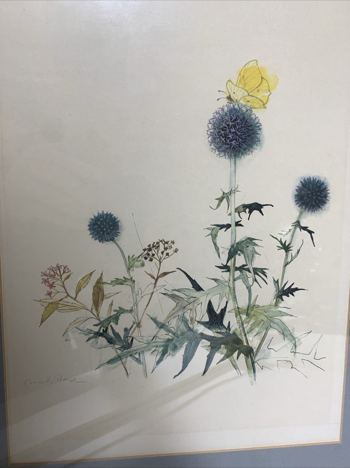Original Watercolor By Mads Stage, Thistle & Butterfly 13″x 9″