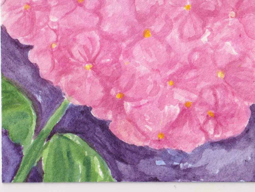 Pink Hydrangea Flowers ACEO Original Watercolor Art by Sharon Foster