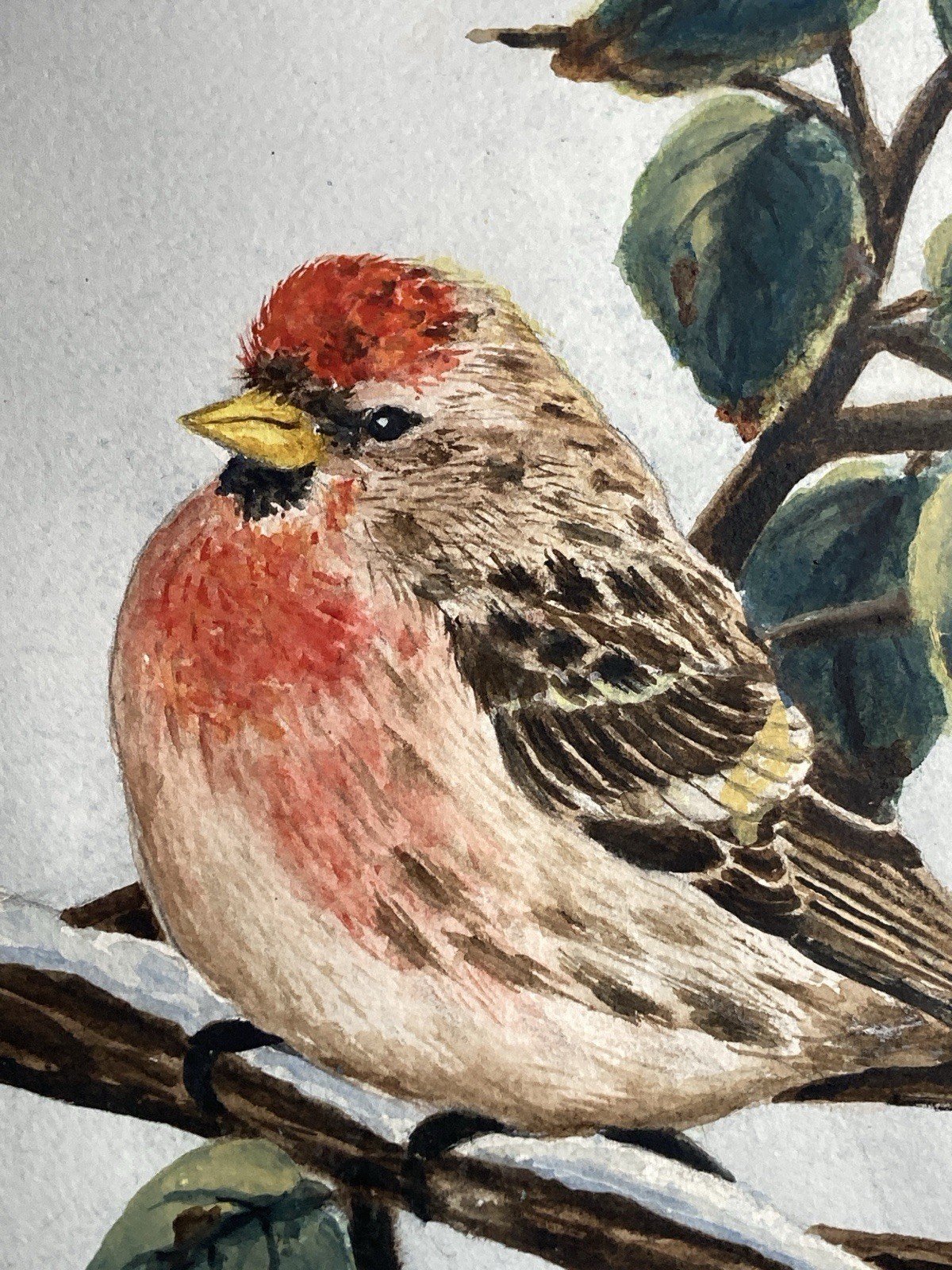 Original Signed Watercolor Common Redpoll Finch Bird on Branch 17.5x 21.5 inches
