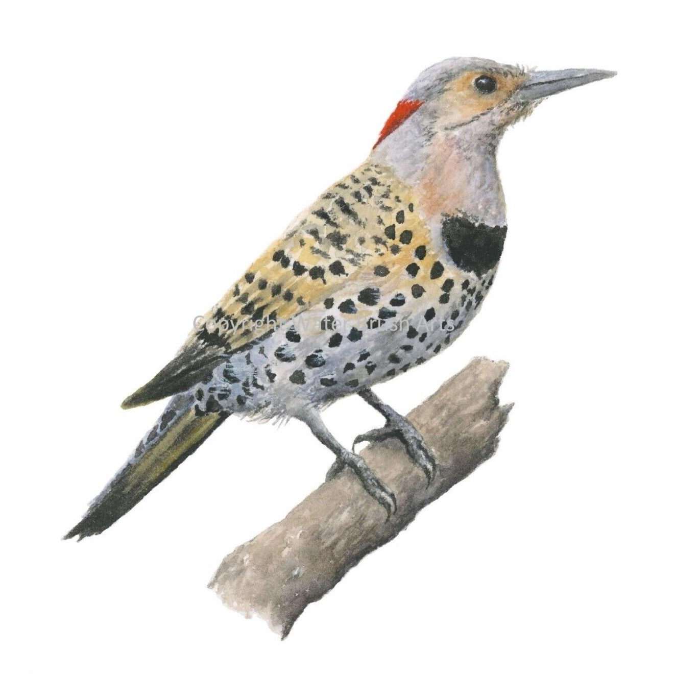 Northern Flicker Giclee Print of Hand-Painted Watercolor, Unframed