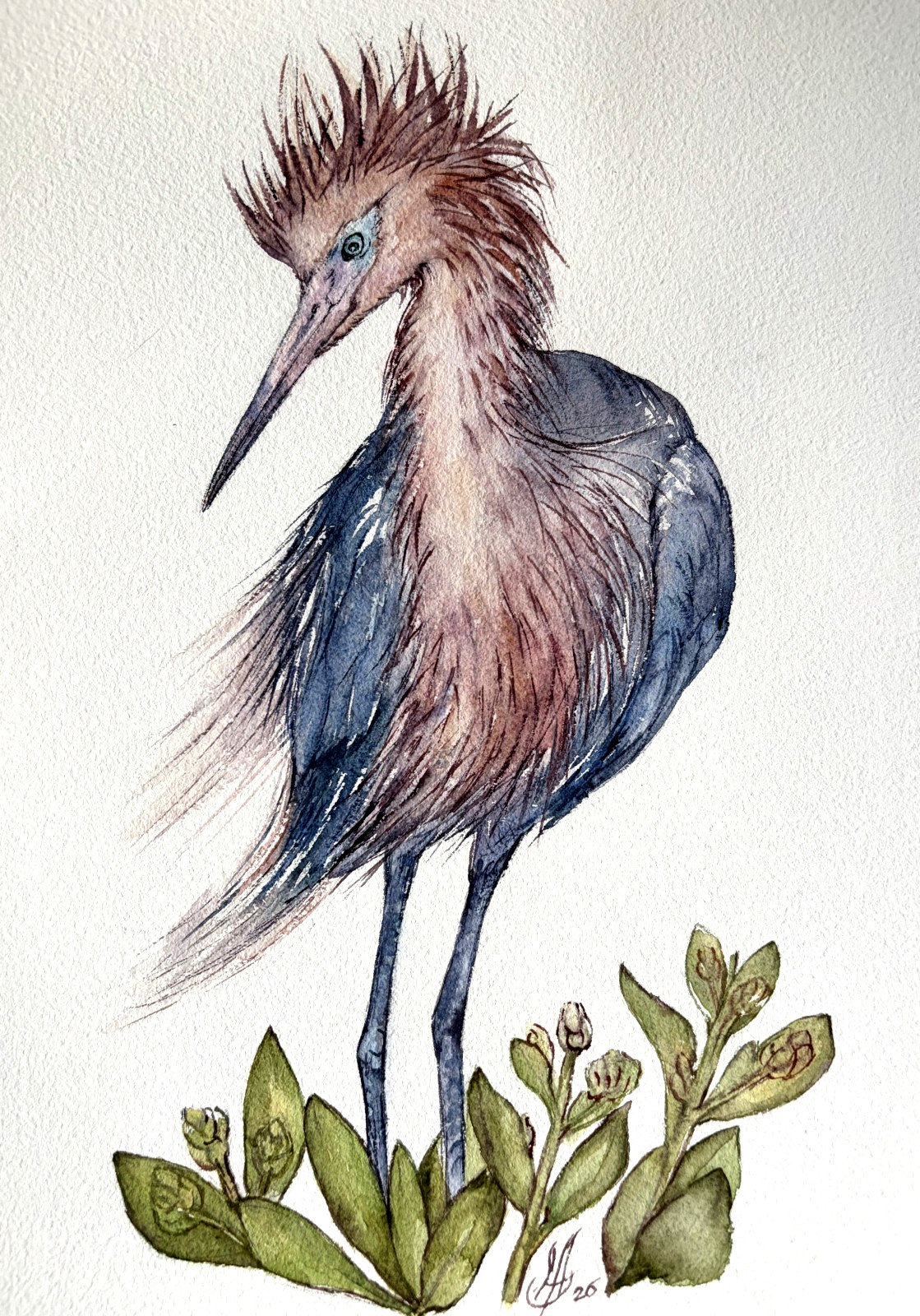 Reddish Egret Bird Original Watercolor Painting Nature Wildlife Art Liz Altin