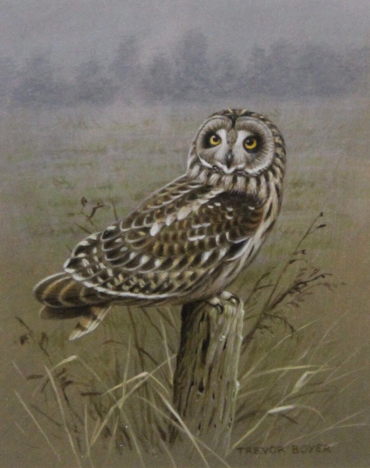 Trevor Boyer (b. 1948) – Original Watercolour Painting – Short Eared Owl. Birds.