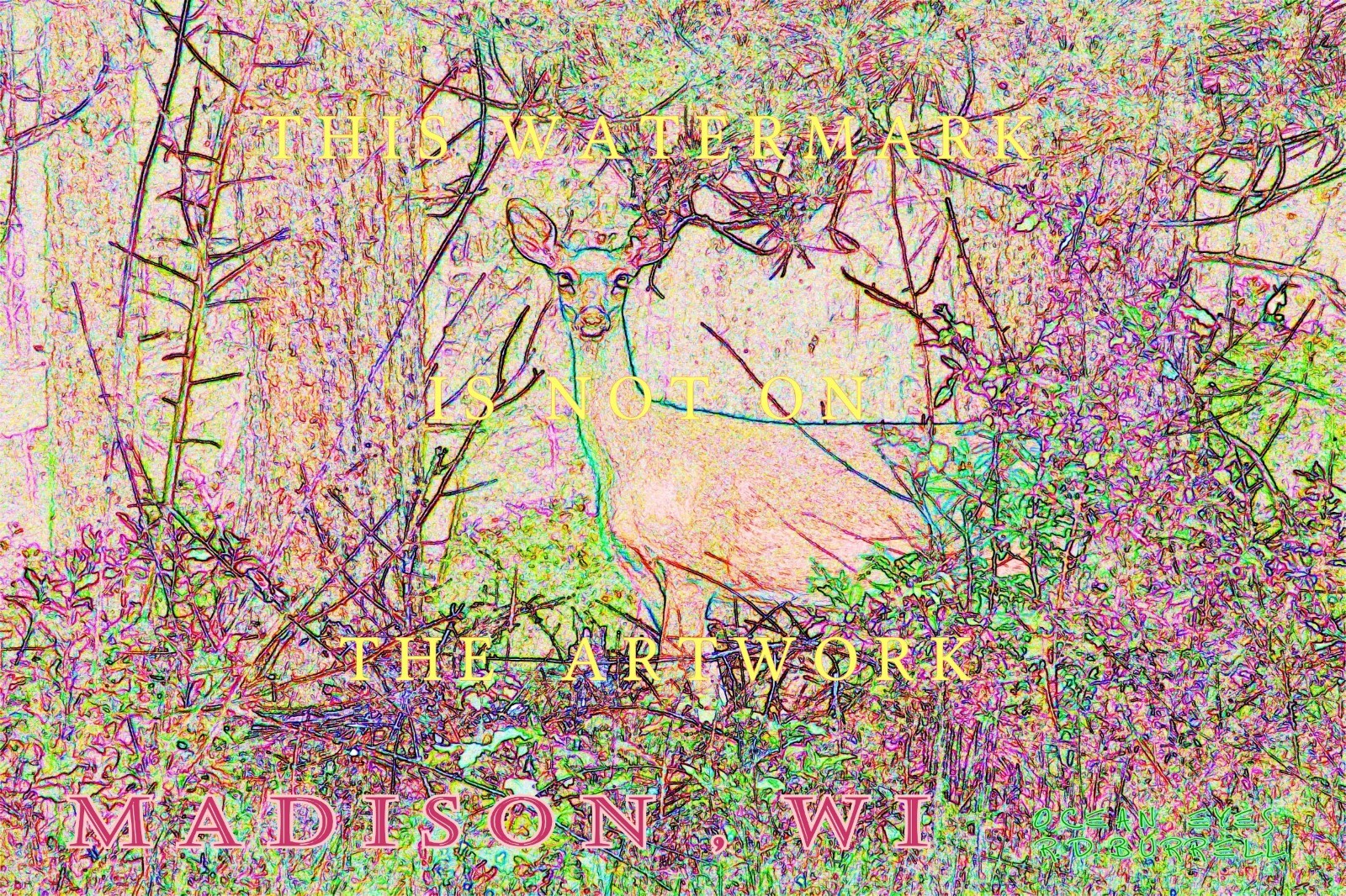 White tailed deer doe Madison WI 8″x12″ limited edition Art stretched Canvas