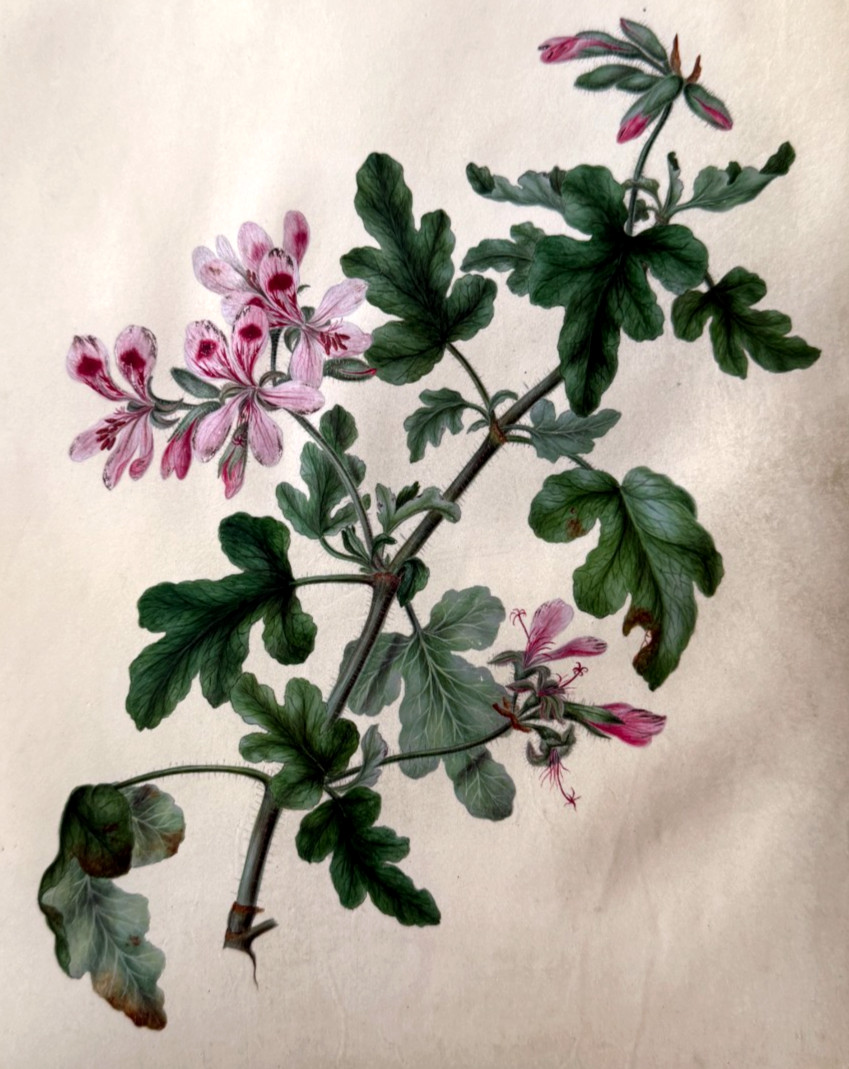 c.1800 Botanical Watercolor on Vellum Pelargonium (Geranium) Fine Hand-Painted