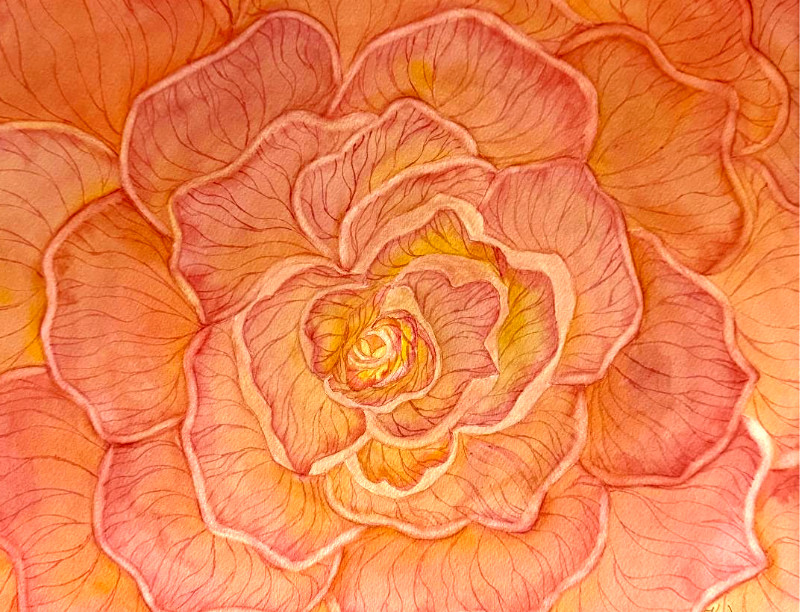 PAINTING WATERCOLOR 11X14 & MAT 16X20 ROSE FLOWER ORANGE CORAL PINK ORIGINAL ART