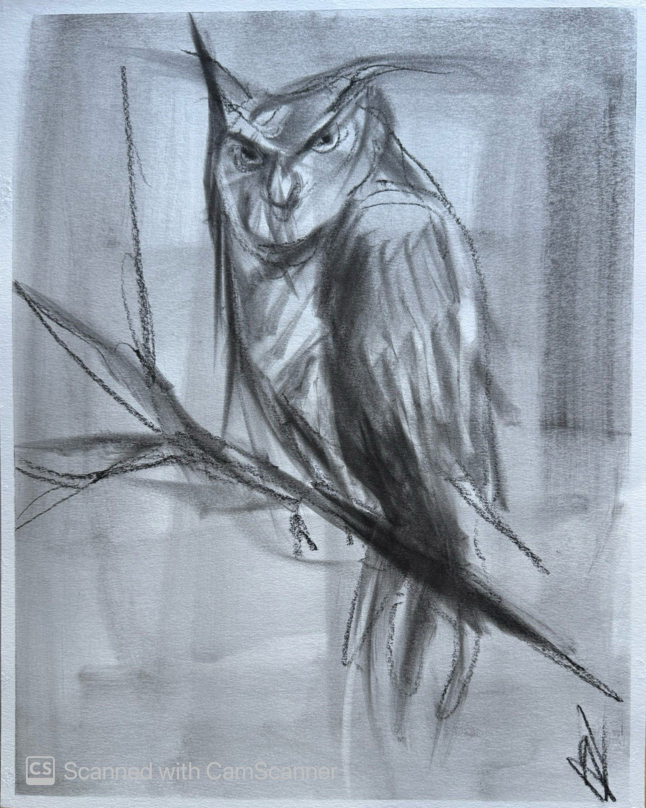 Owl Perched Branch 11×14 Pastel on Paper Night Bird Art