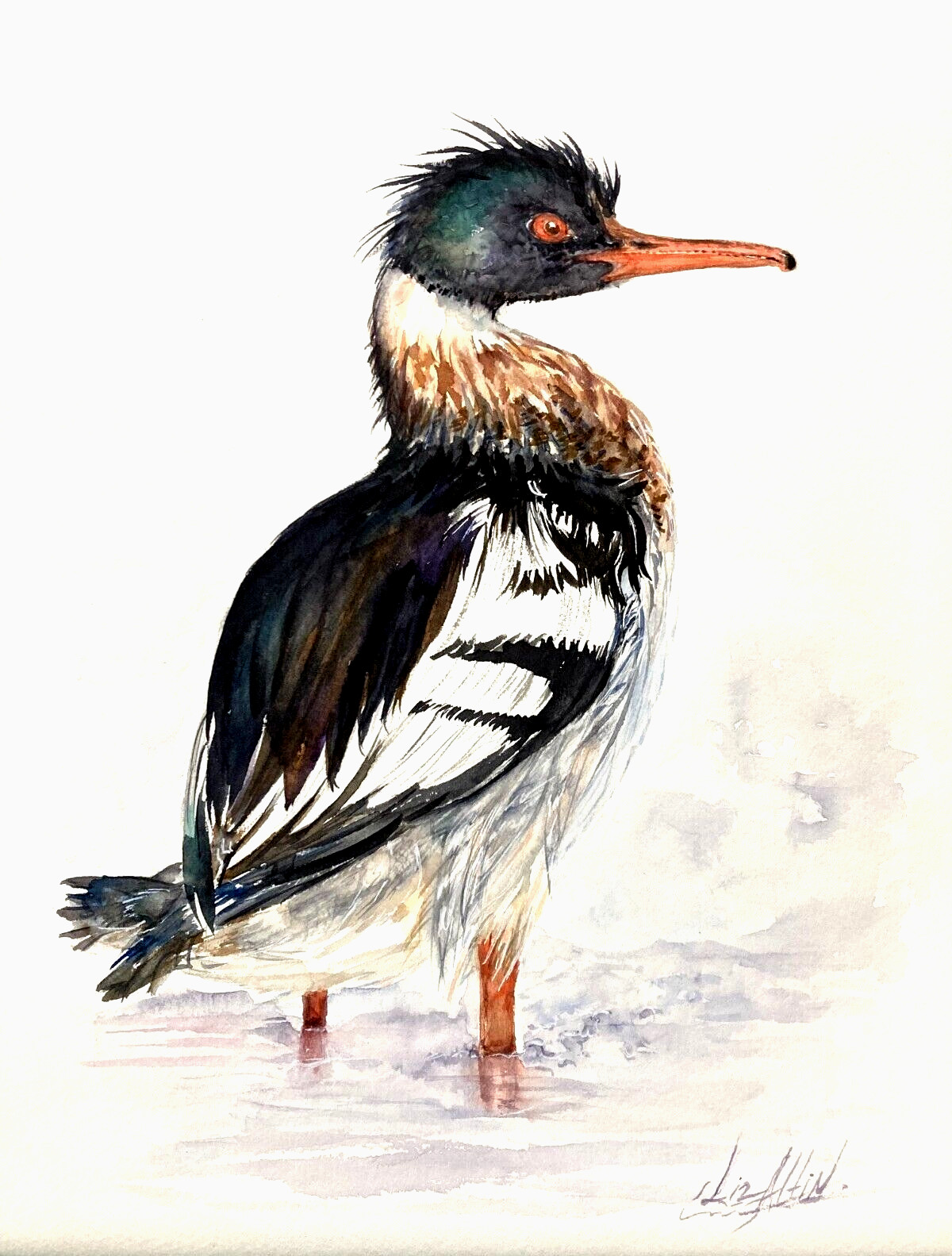 Duck Red Breasted Merganser Watercolor Original Painting