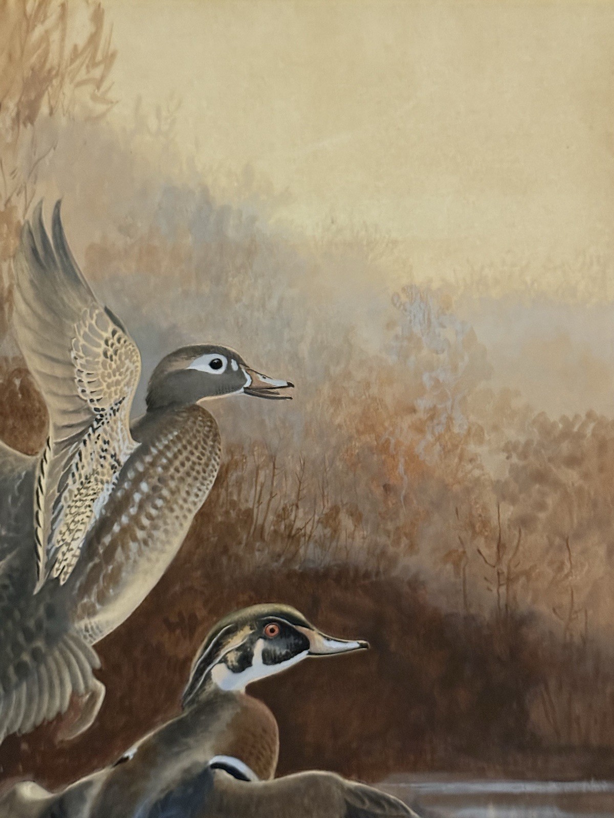 George Miksch Sutton Original Bird/Duck Art Painting Wood Ducks, Signed, Framed