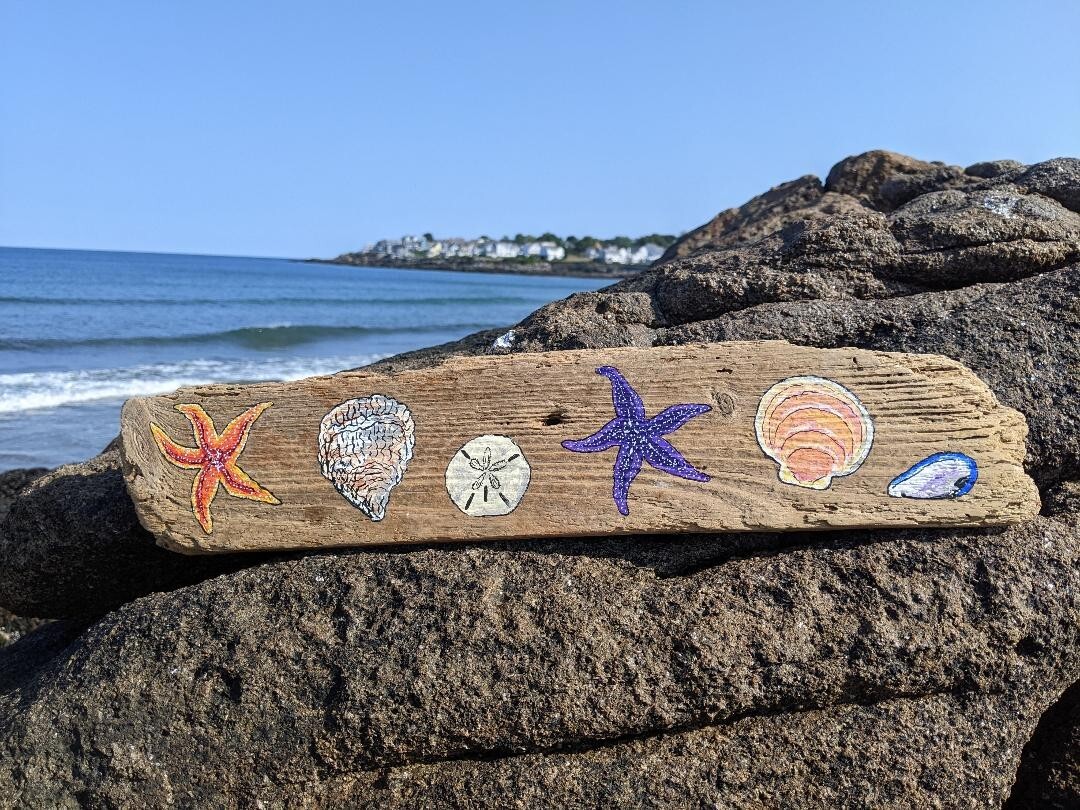 Original Seastar & Seashell Painting on Driftwood by Maine USA Artist