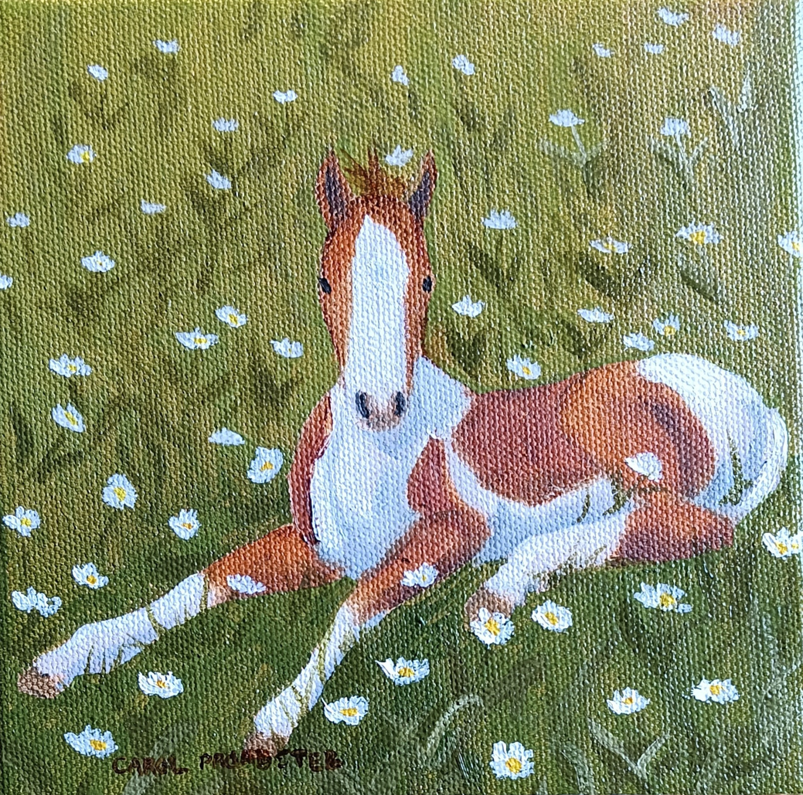 Original oil painting western horse colt foal paint pinto Carol Proebstel