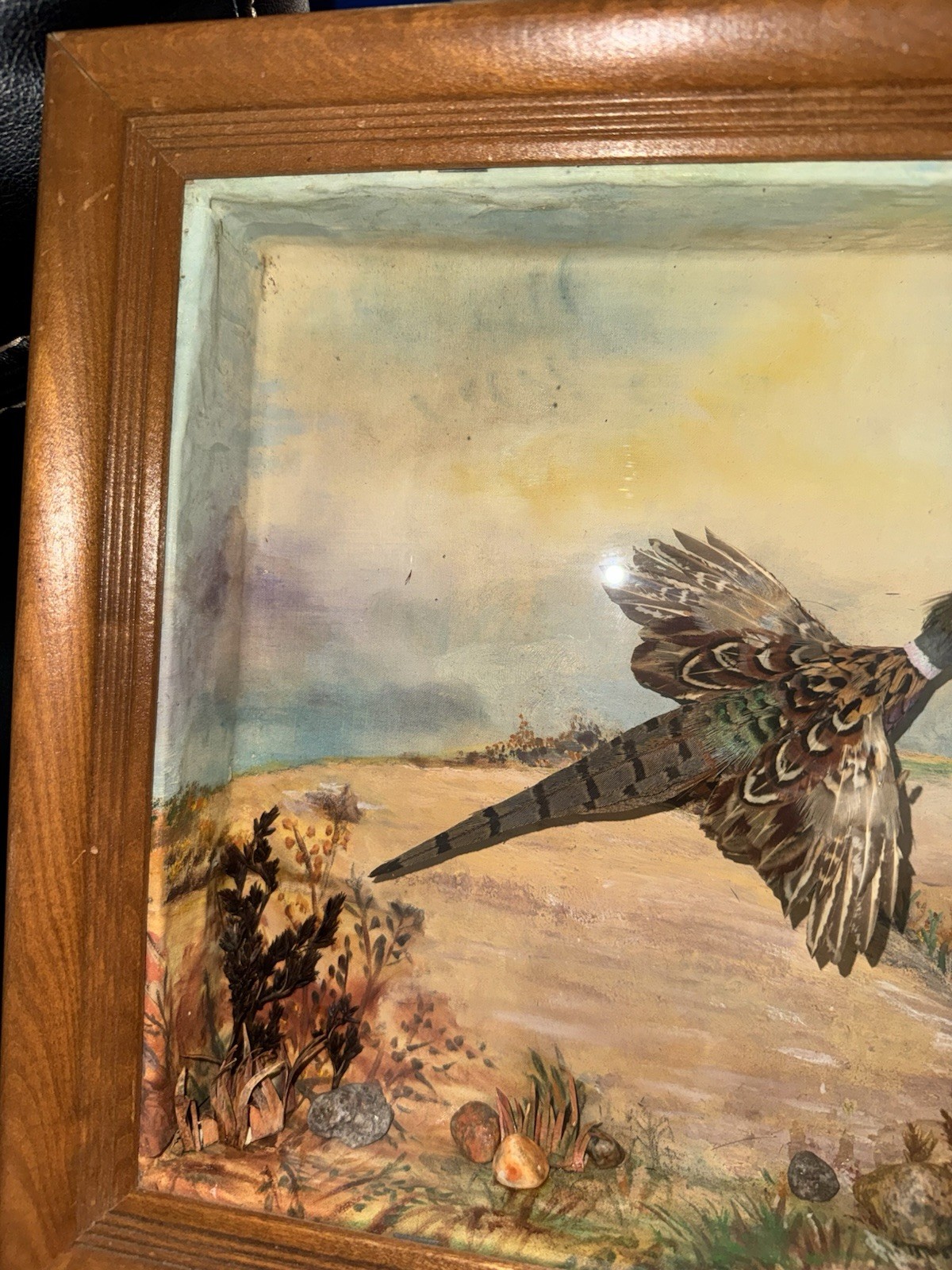 Mrs Willard H Doty Pheasant Shadow Box Diorama Folk Art Real Feather Bird