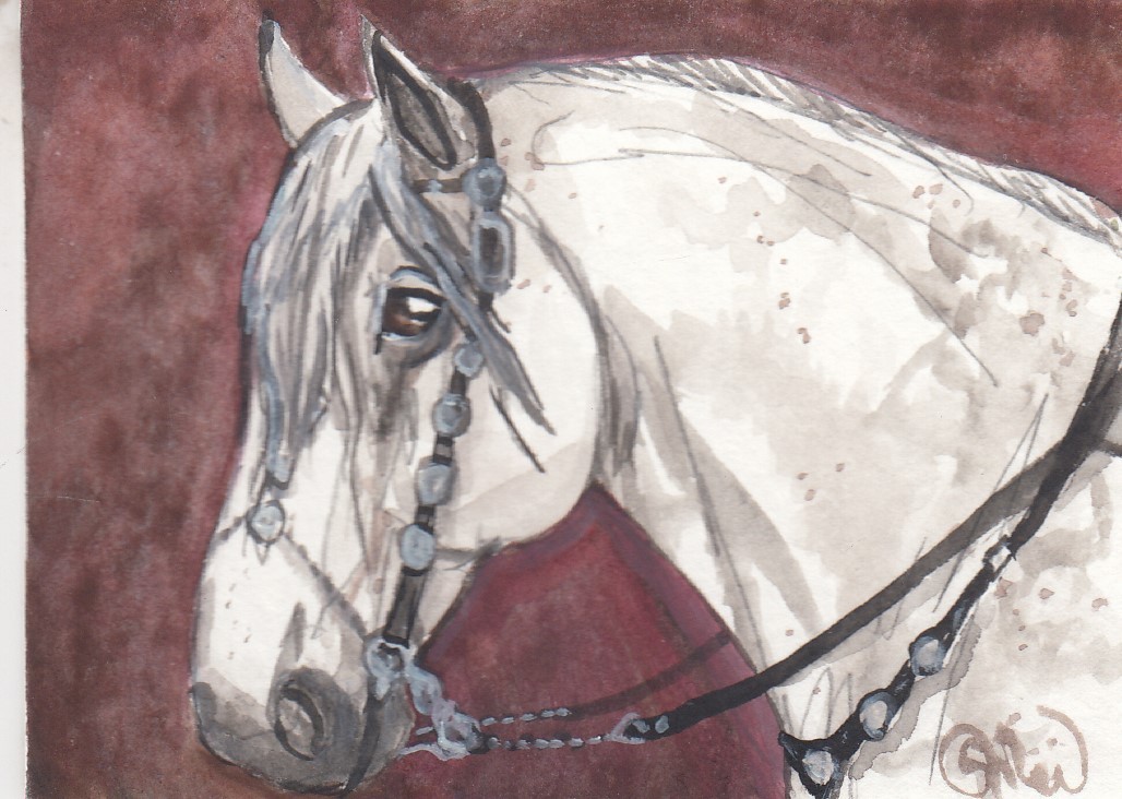 ACEO original Watercolor Art Card HORSE Heavy Iberian Spanish stallion in bridle