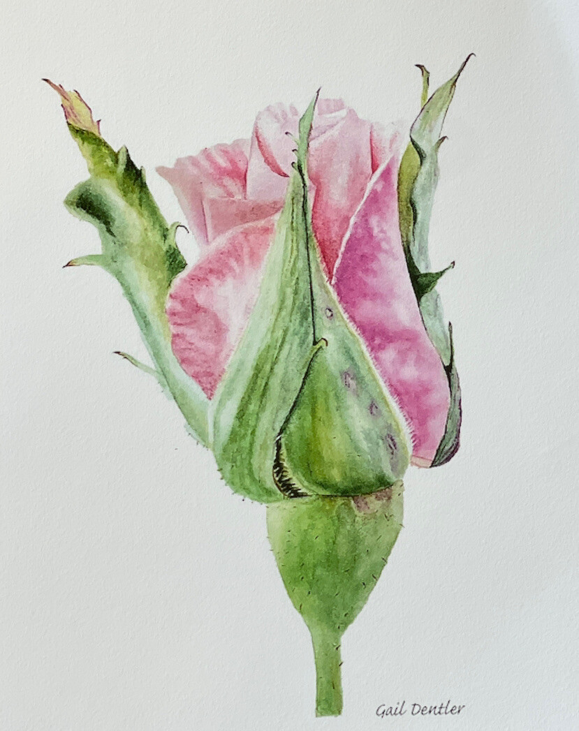 Cecile Brunner Rosebud Art Print