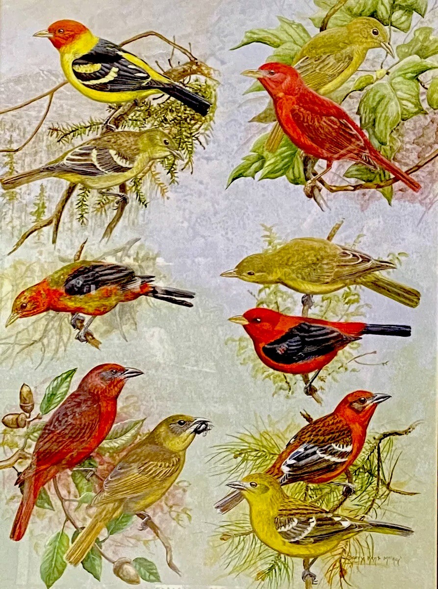 Original Bird Art Painting Tanagers by Barry Kent MacKay Signed, Custom Framed