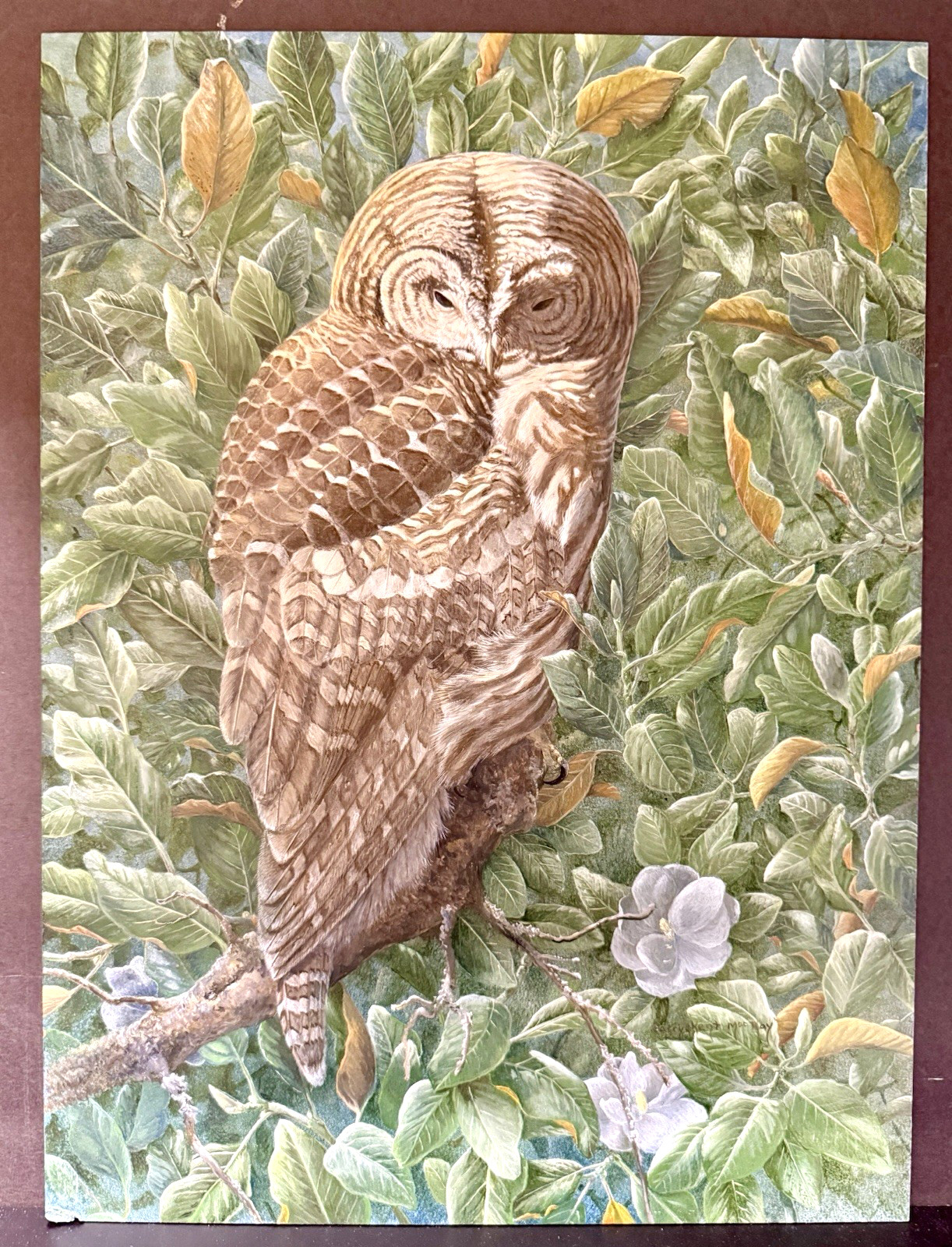 Barry Kent MacKay Original Bird Art Painting – Barred Owl, Signed, Unframed