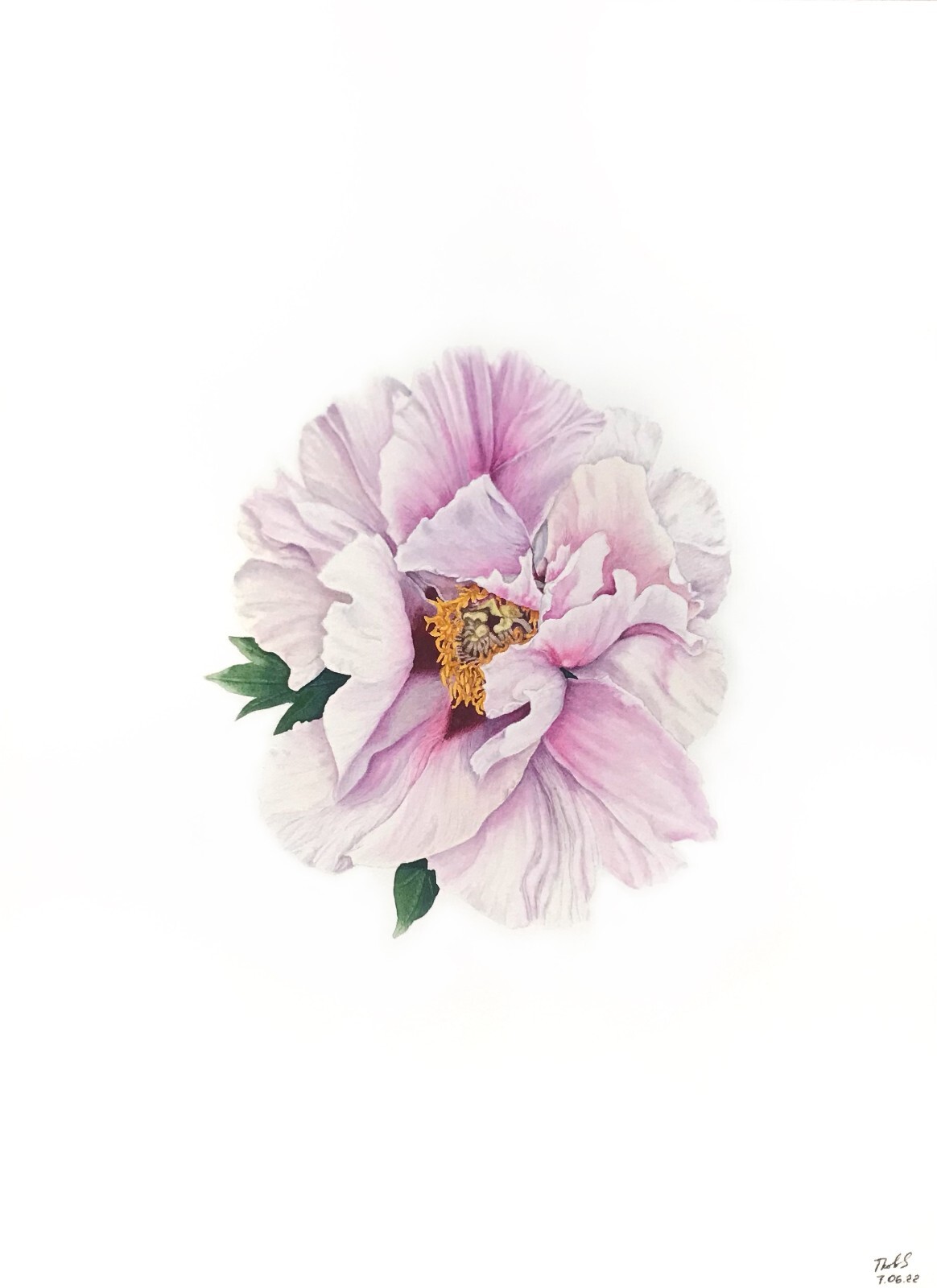 Floral art original watercolor painting, hand painted realistic pink white peony