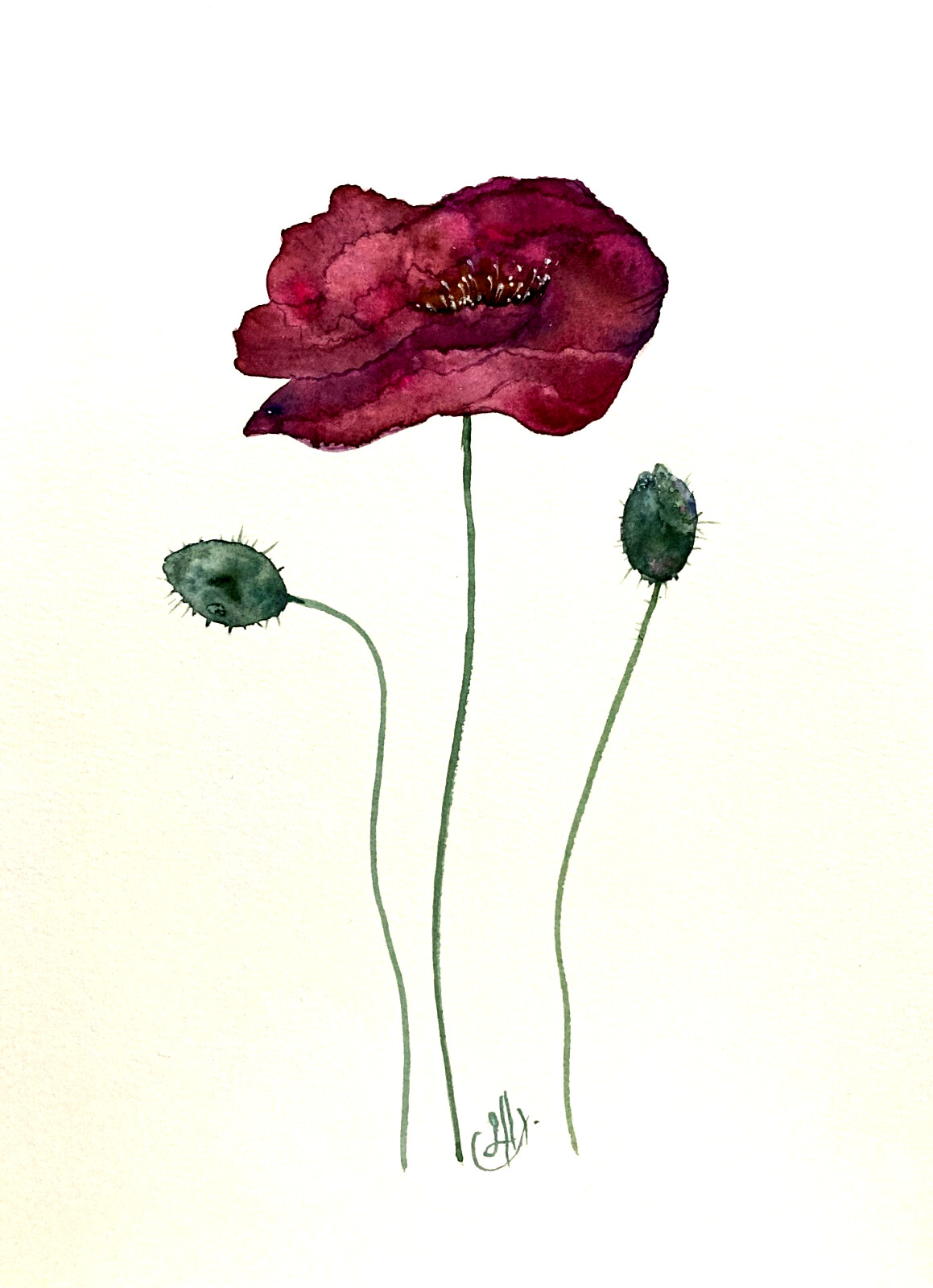 Poppy Pandora Flower – Watercolor Original Painting – Abstract Artwork