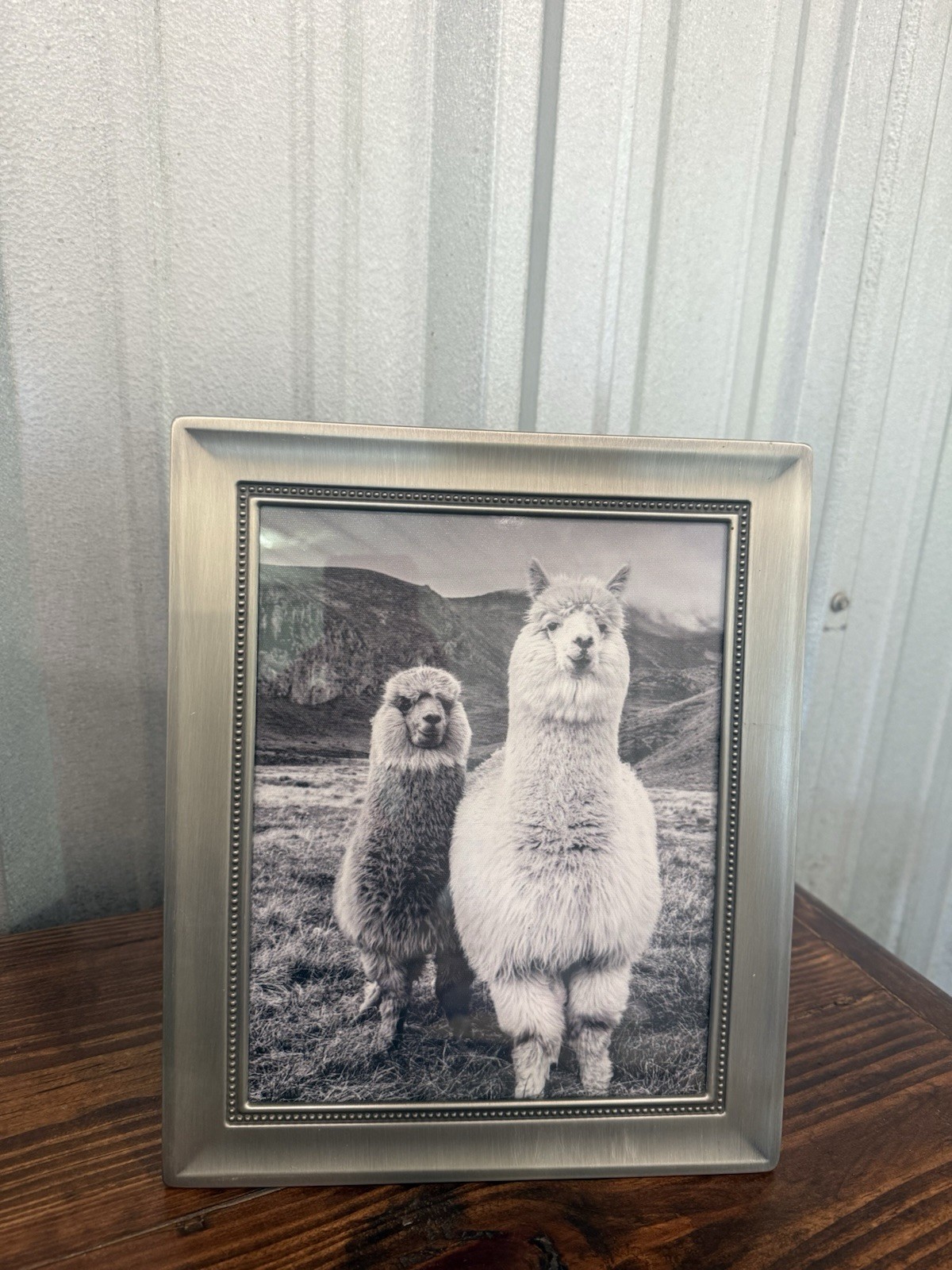 Llama Print In Real Glass Frame with Pewter Finish 12×10 Frame Ready to Hang