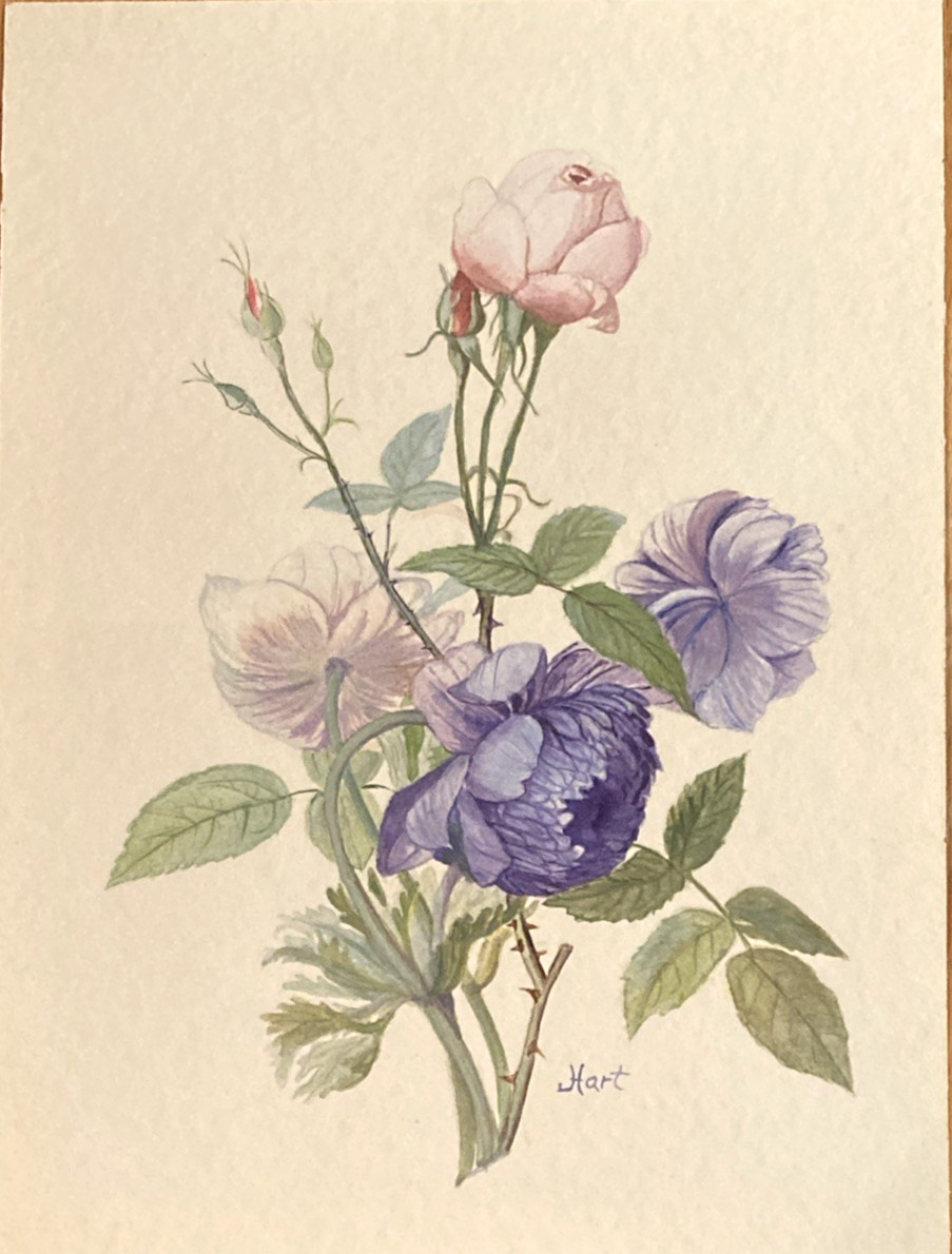 Pink Rose Purple Blue Peony Original Watercolor signed by June Hart 12″ x 9″