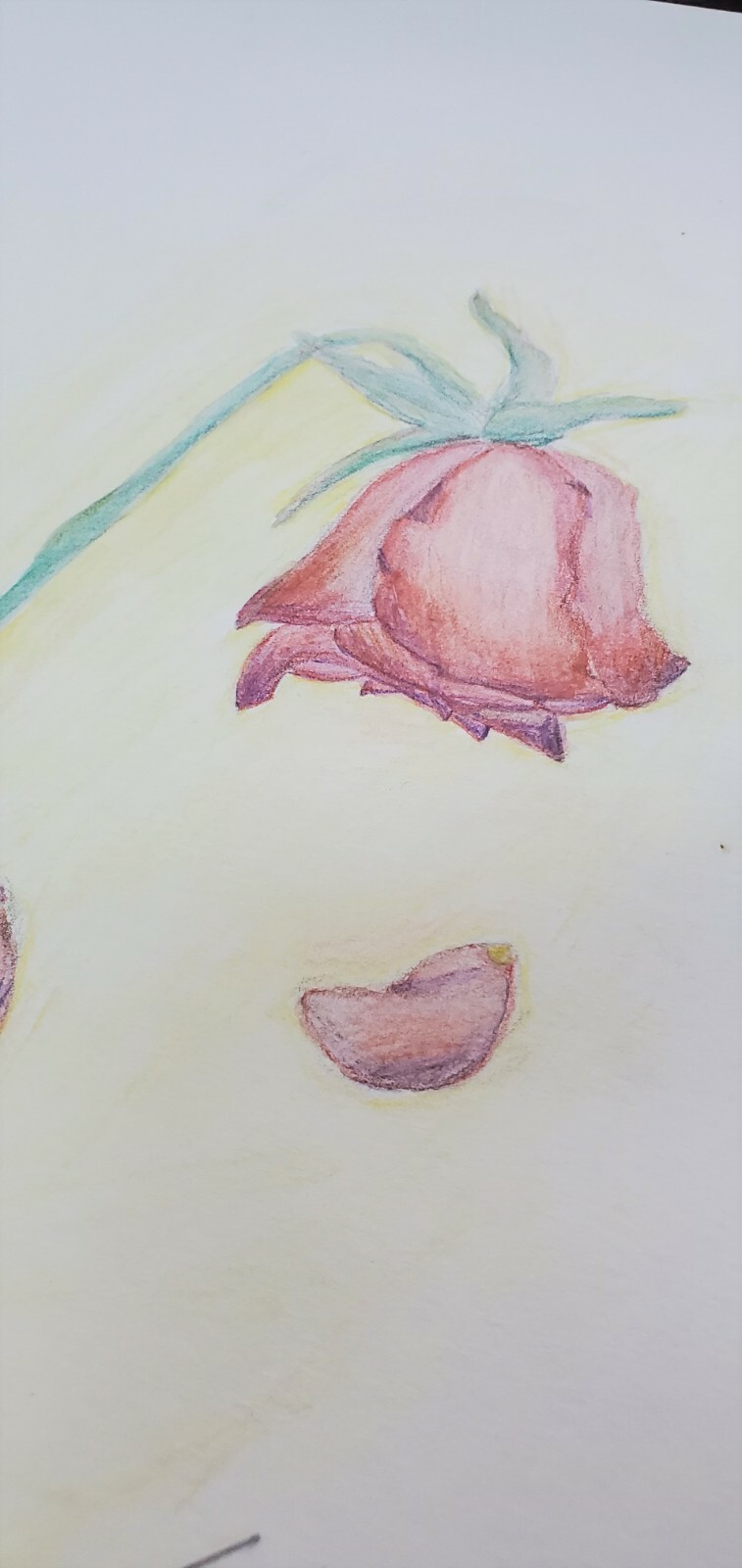 Dying Rose Drawing